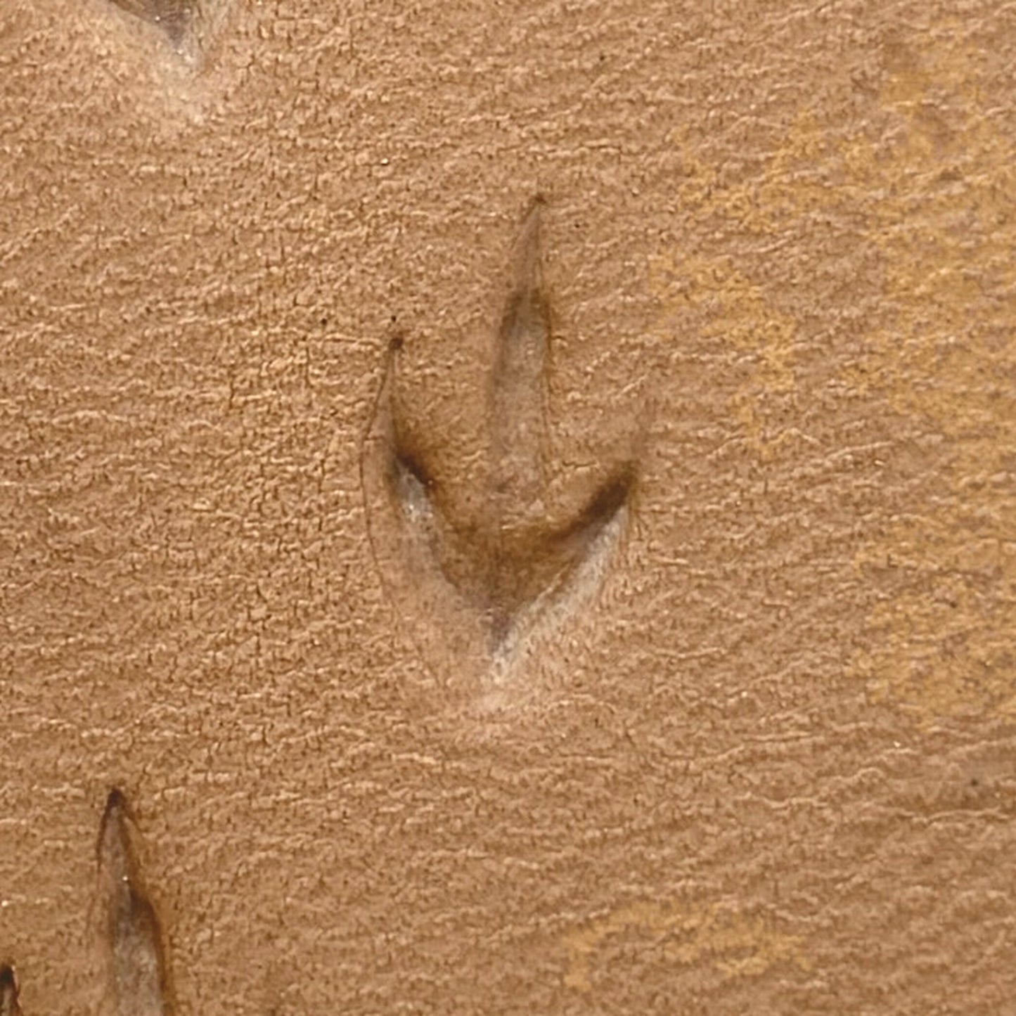 Bird Track Footprint leather stamp LT296 — single impression on veg-tan leather