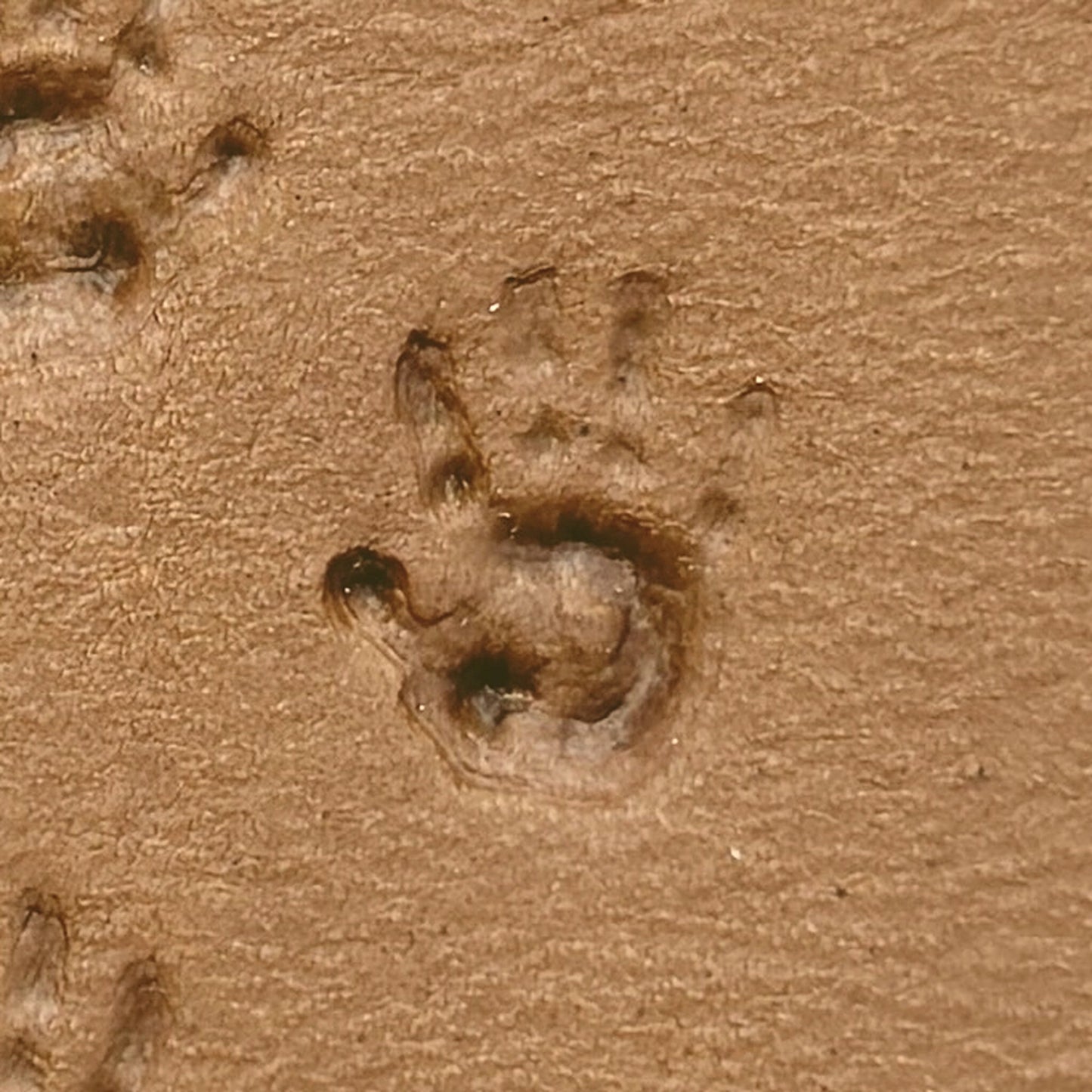 Baby Handprint leather stamp LT303 — single impression on veg-tan leather