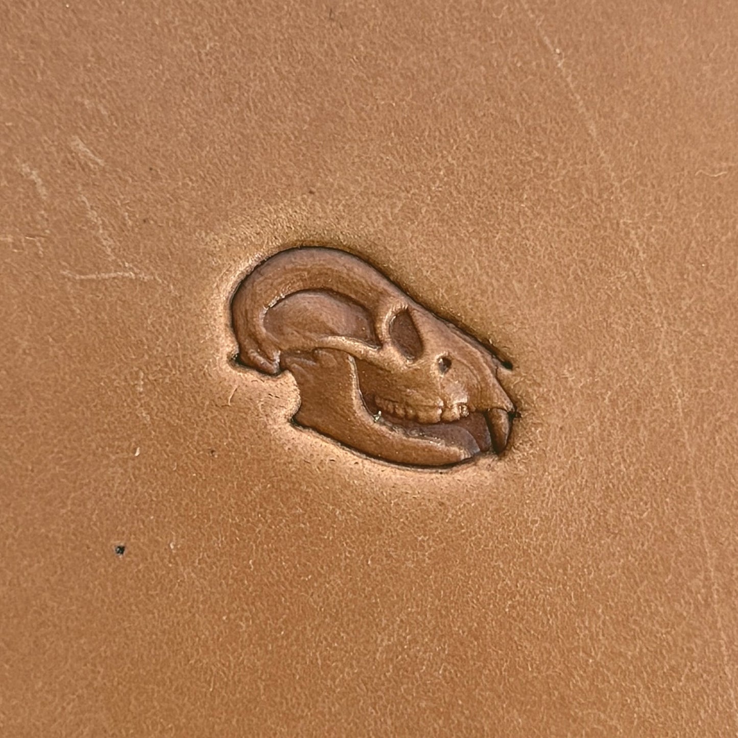 Rodent Skull leather stamp LT559 — single impression on veg-tan leather