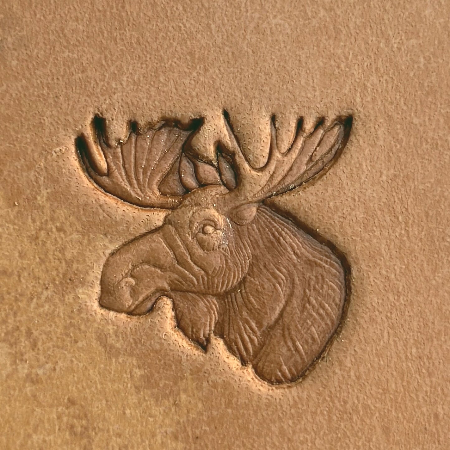 Noble Moose Deer leather stamp LT583 — single impression on veg-tan leather