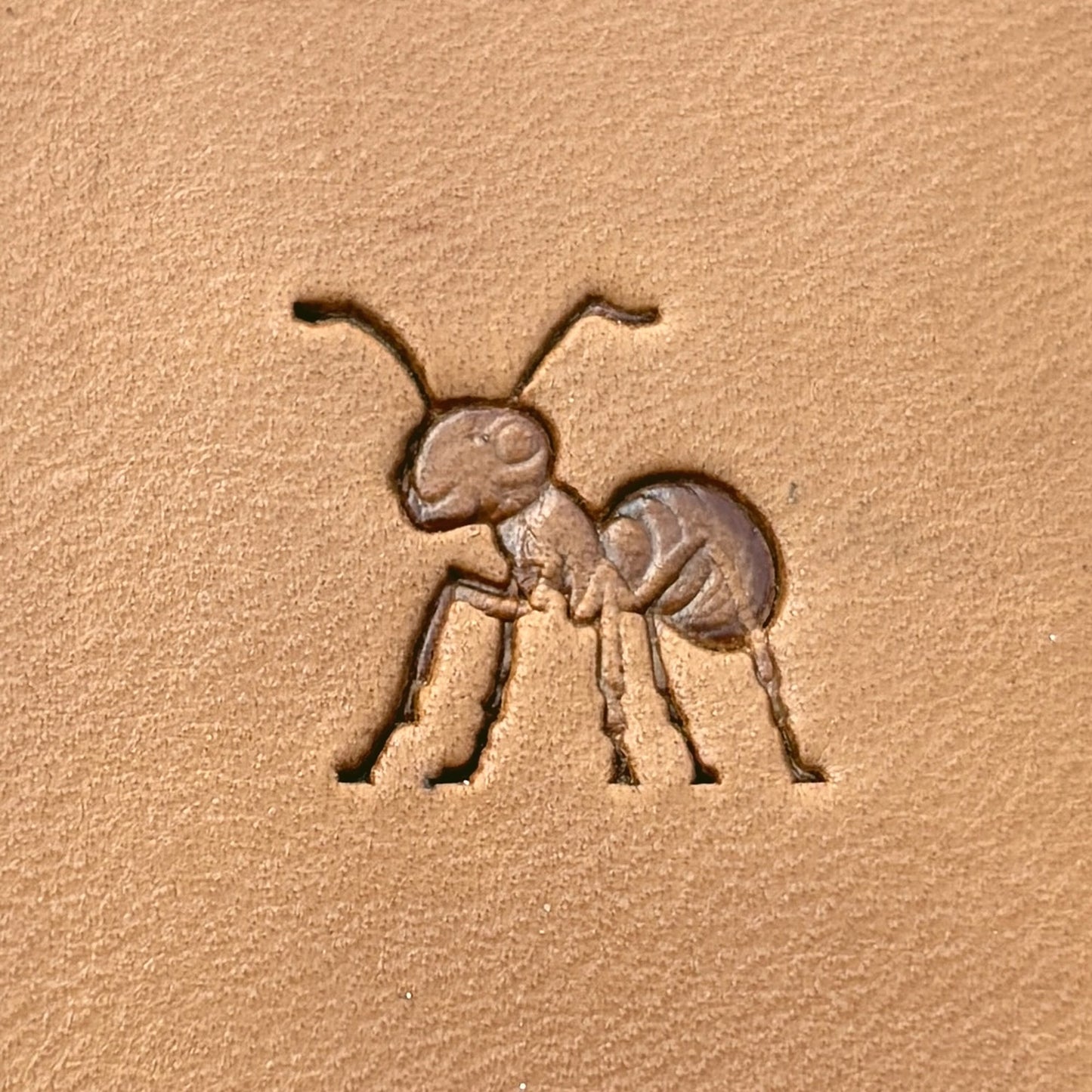 Ant leather stamp LT688 — single impression on veg-tan leather