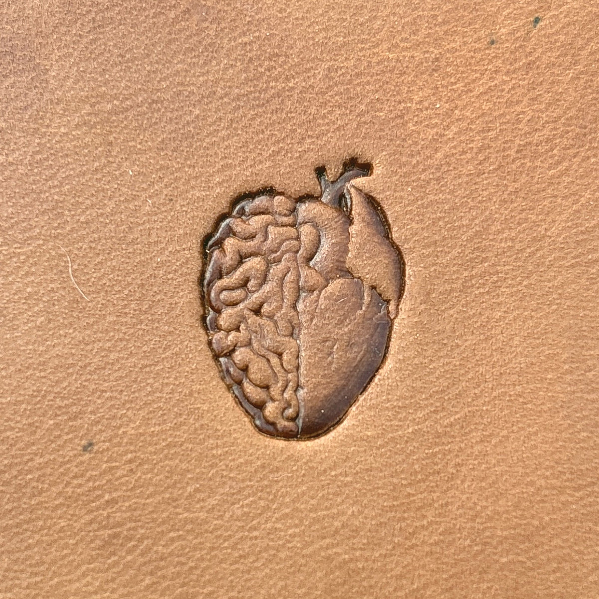 Brain Fusion Heart leather stamp LT708 — single impression on veg-tan leather