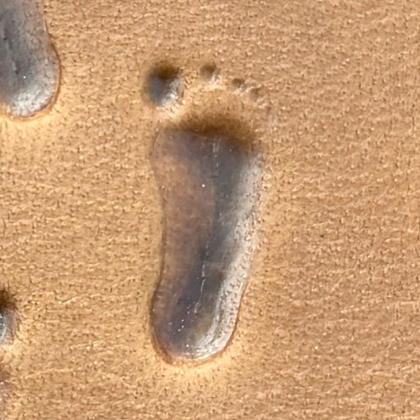 Bare Footprint leather stamp LT748 — single impression on veg-tan leather