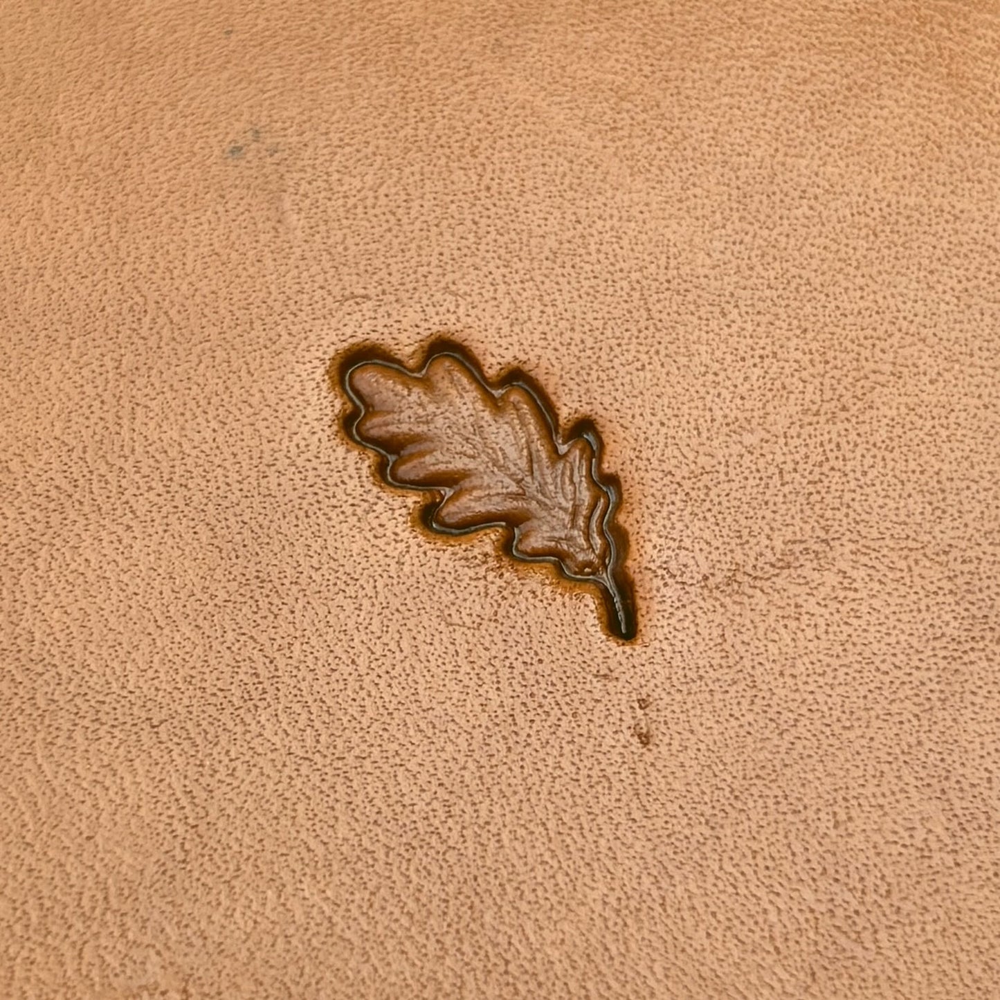 Oak Leaf leather stamp LT783 — single impression on veg-tan leather