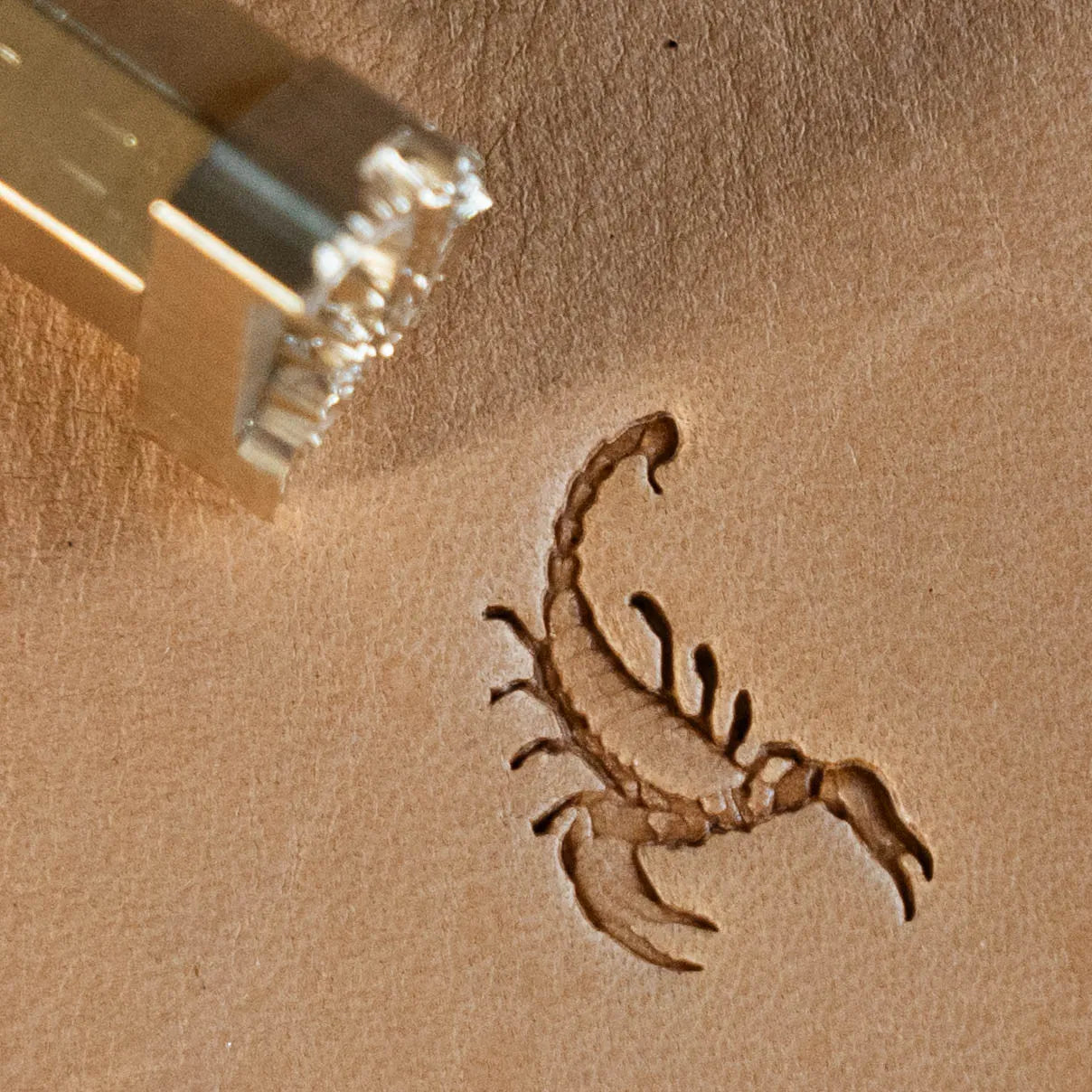 LT672 Scorpion Leather Stamping Tool– Scorpion 17x20mm (2/3" x 11/14")