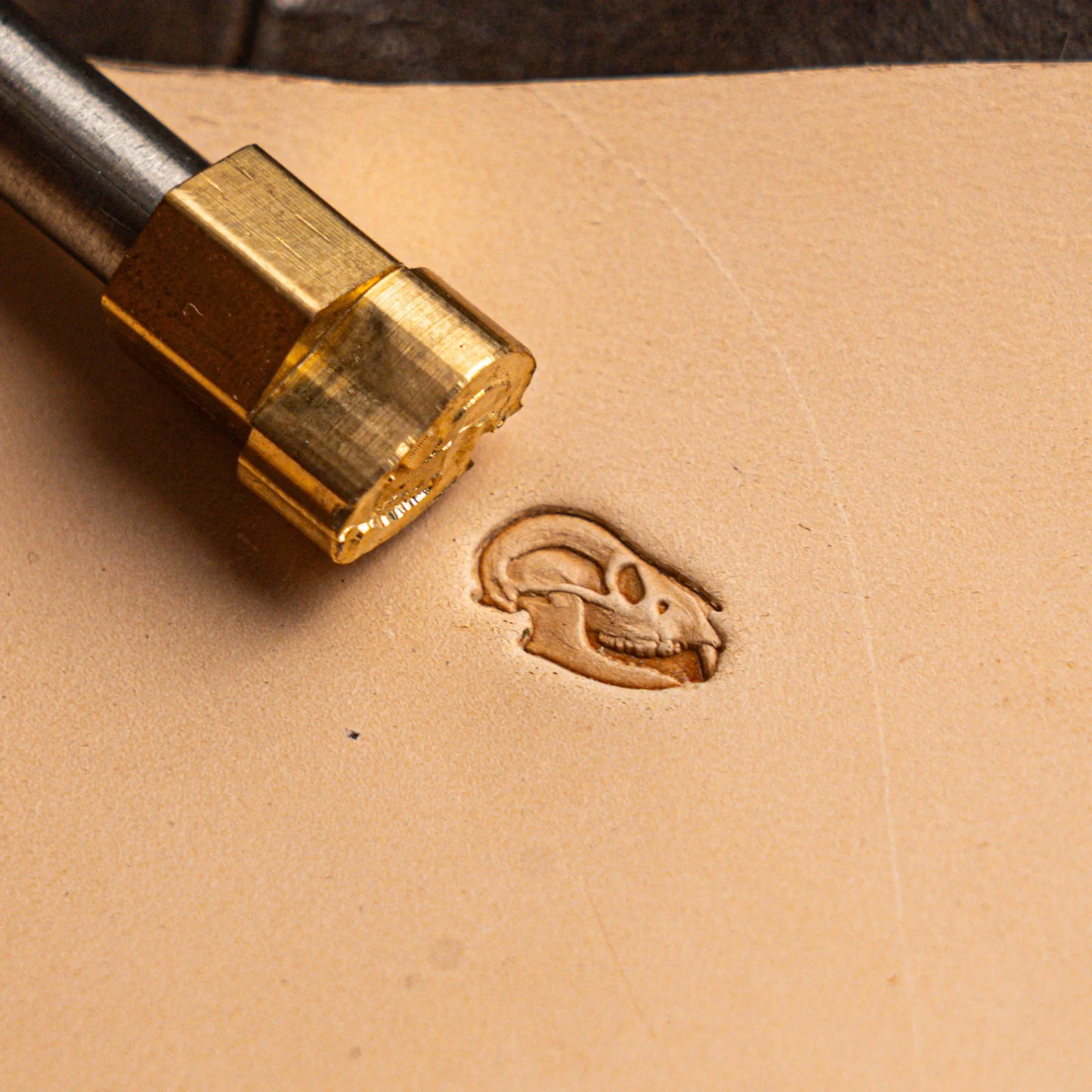 LT559 Skull Leather Stamping Tool–Rodent Skull 13x10mm (1/2" x 2/5")