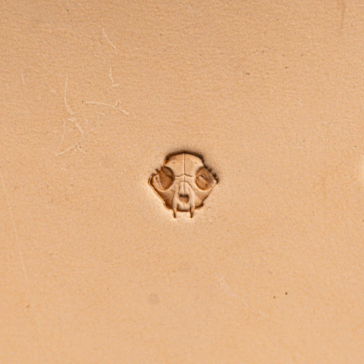 LT560 Animal Leather Stamping Tool–Skull Animal 10x10mm (2/5" x 2/5")