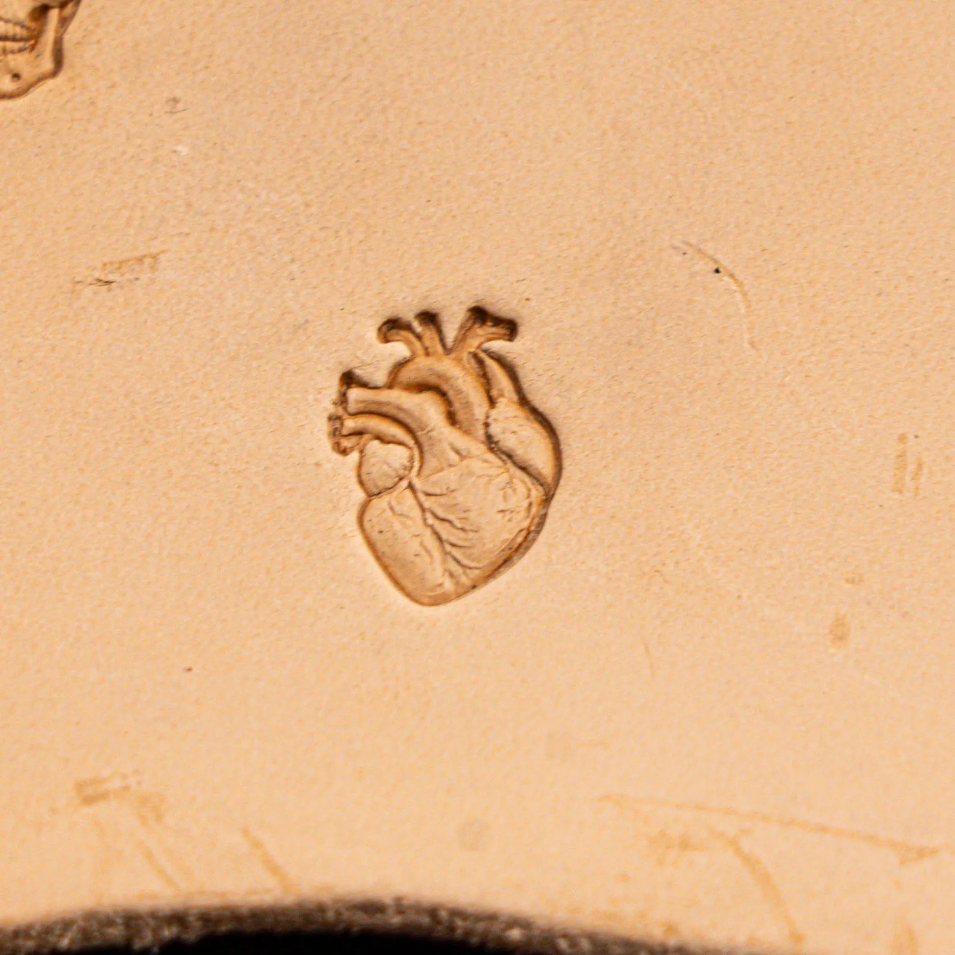 Heart Leather Stamp – Anatomical
