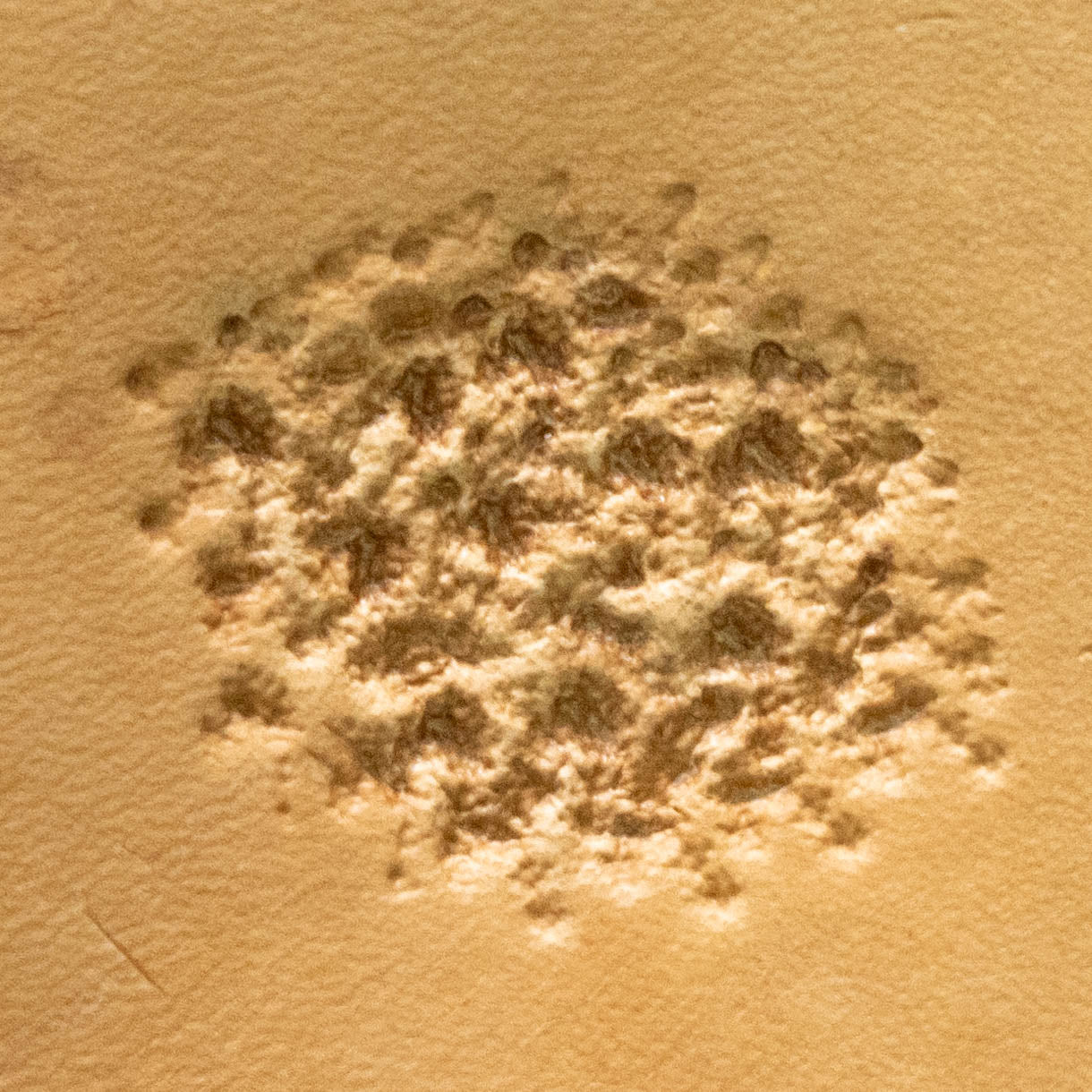 LT771 Organic Texture Leather Stamping Tool– Organic Texture 10x10mm (2/5" x 2/5")