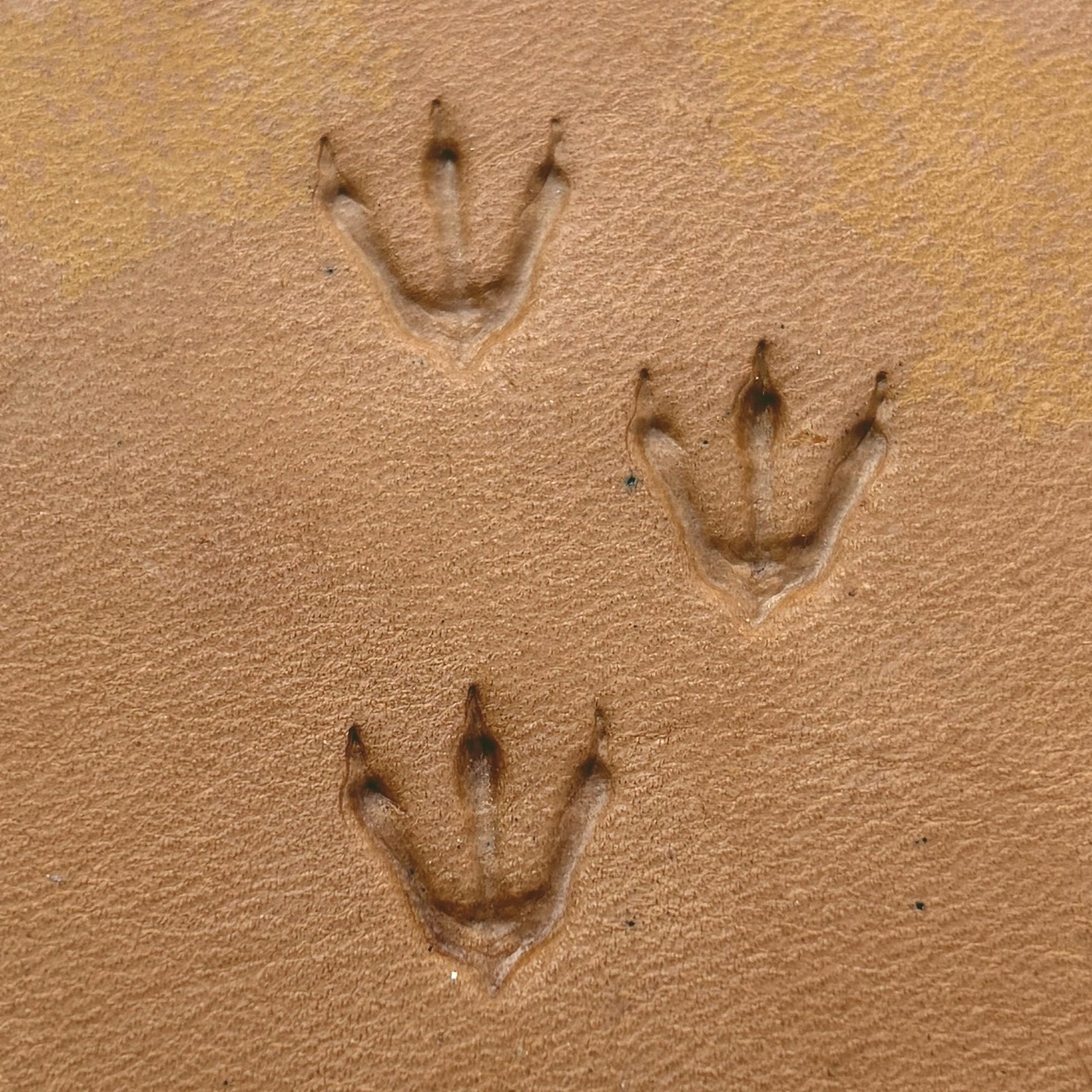 Dinosaur Track Footprint leather stamp LT250 — pattern imprint on veg-tan leather