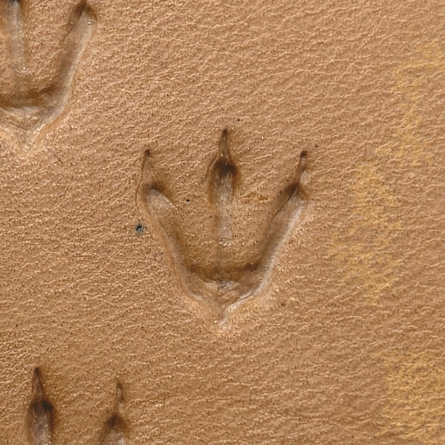 Dinosaur Track Footprint leather stamp LT250 — single impression on veg-tan leather