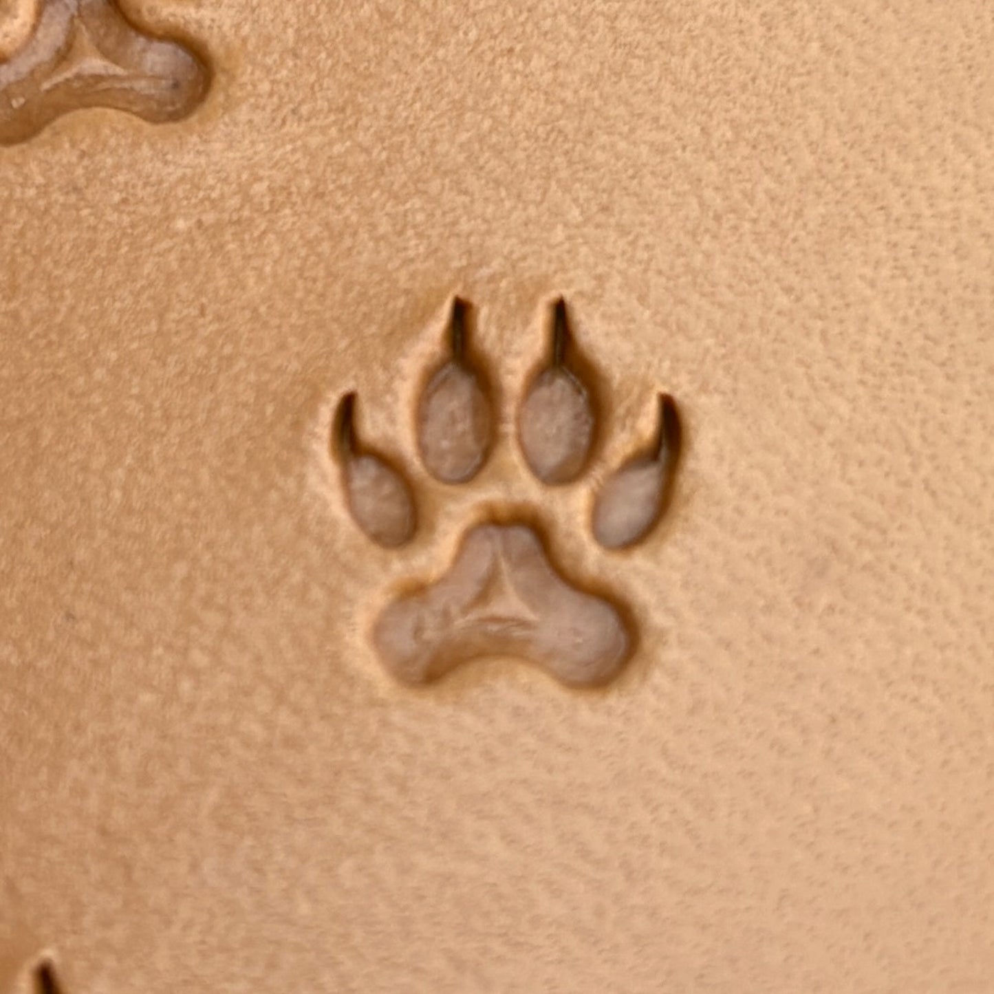 Wild Track Paw leather stamp LT277 — single impression on veg-tan leather
