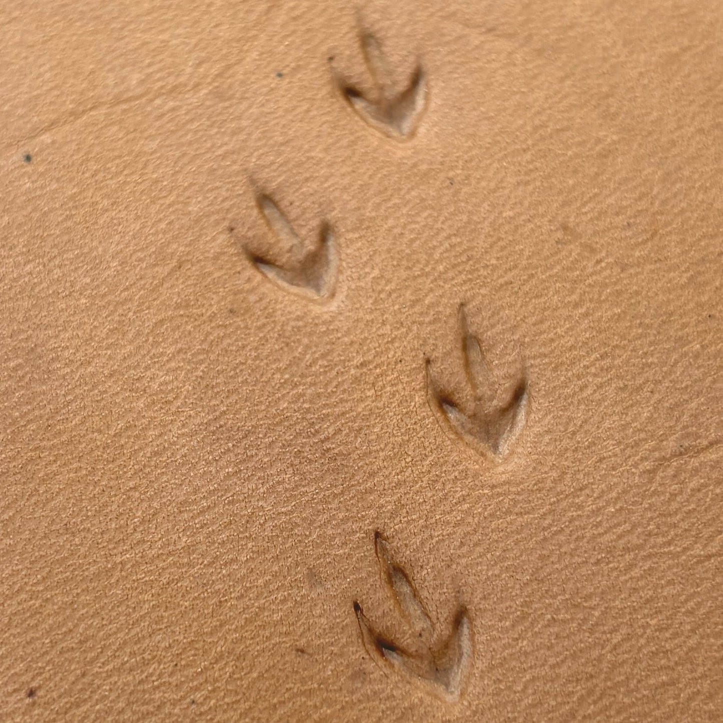 Bird Track Footprint leather stamp LT296 — pattern imprint on veg-tan leather