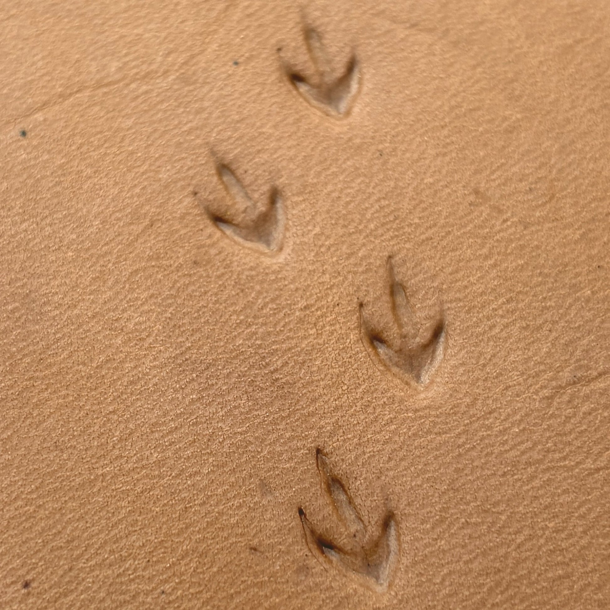 Bird Track Footprint leather stamp LT296 — pattern imprint on veg-tan leather