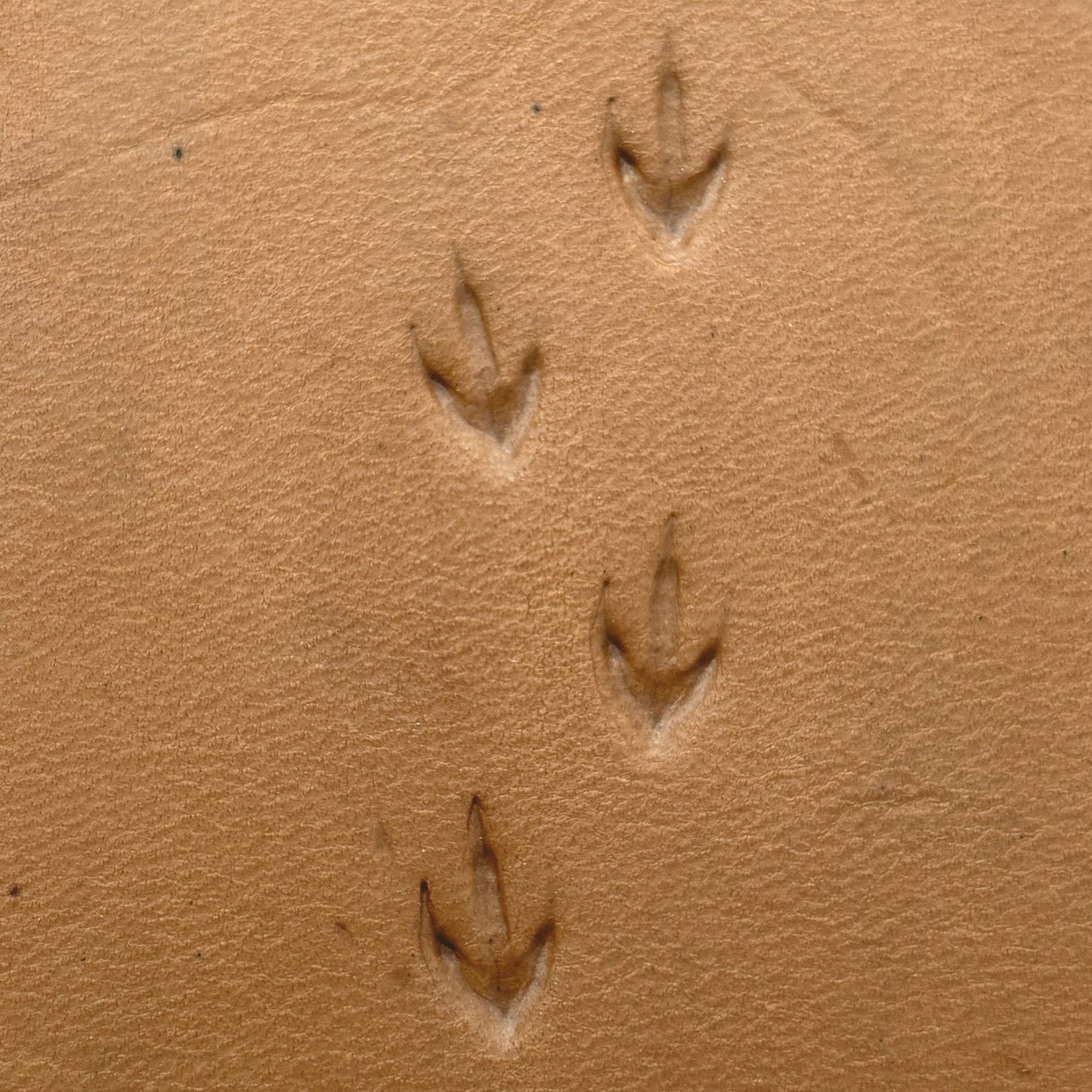 Bird Track Footprint leather stamp LT296 — pattern imprint on veg-tan leather