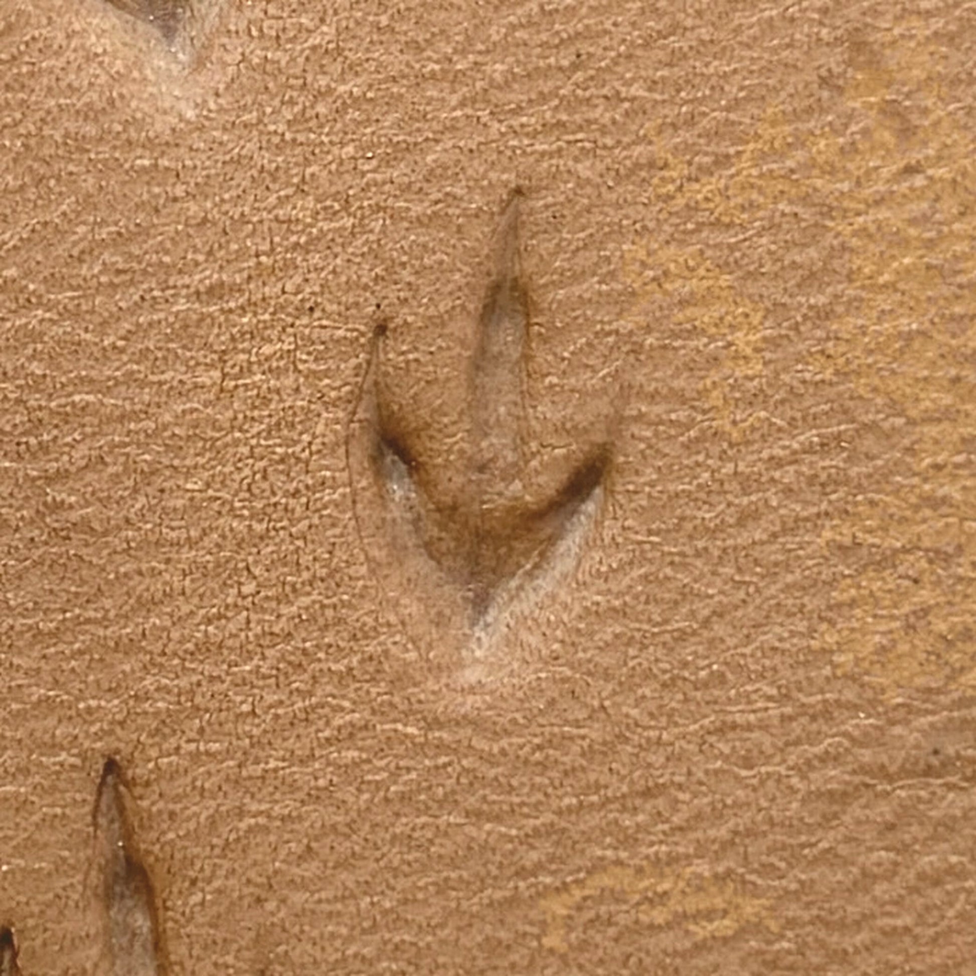 Bird Track Footprint leather stamp LT296 — single impression on veg-tan leather