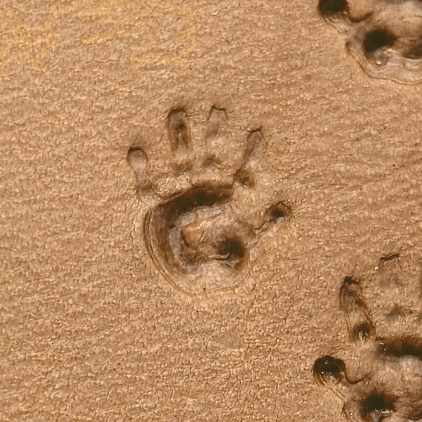 Baby Handprint leather stamp LT303 — pattern imprint on veg-tan leather