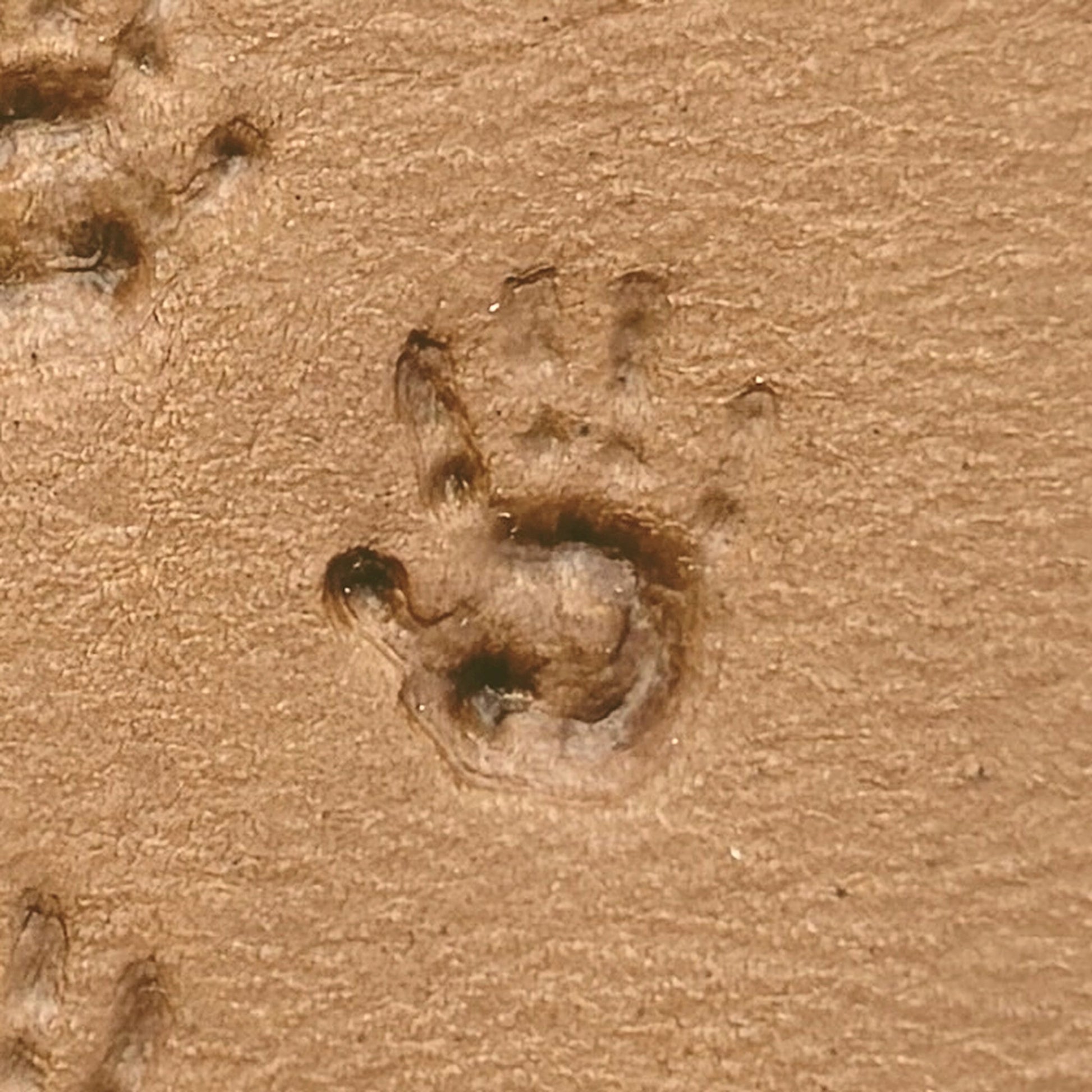 Baby Handprint leather stamp LT303 — single impression on veg-tan leather
