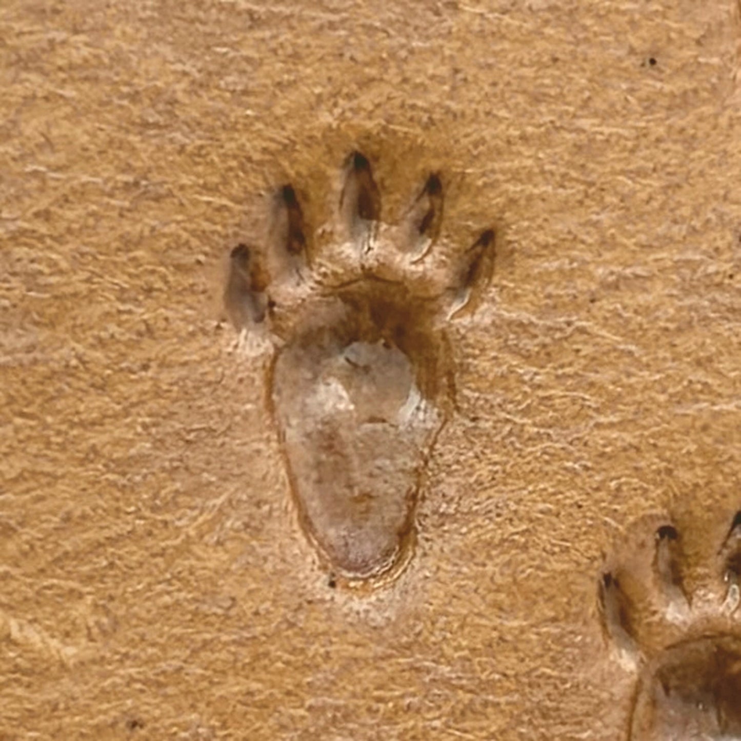 Tracks Paw Bear leather stamp LT336 — pattern imprint on veg-tan leather