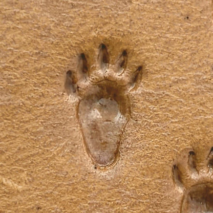 Tracks Paw Bear leather stamp LT336 — pattern imprint on veg-tan leather