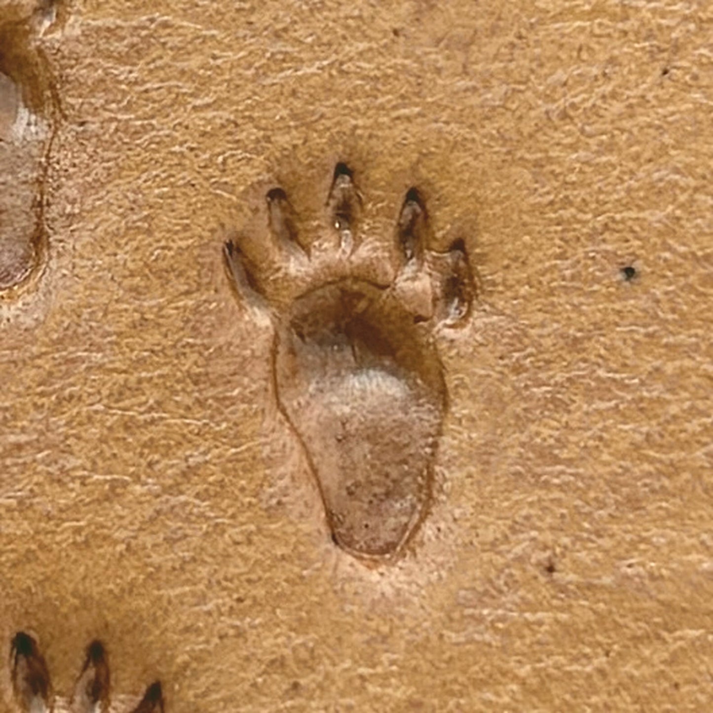 Tracks Paw Bear leather stamp LT336 — pattern imprint on veg-tan leather