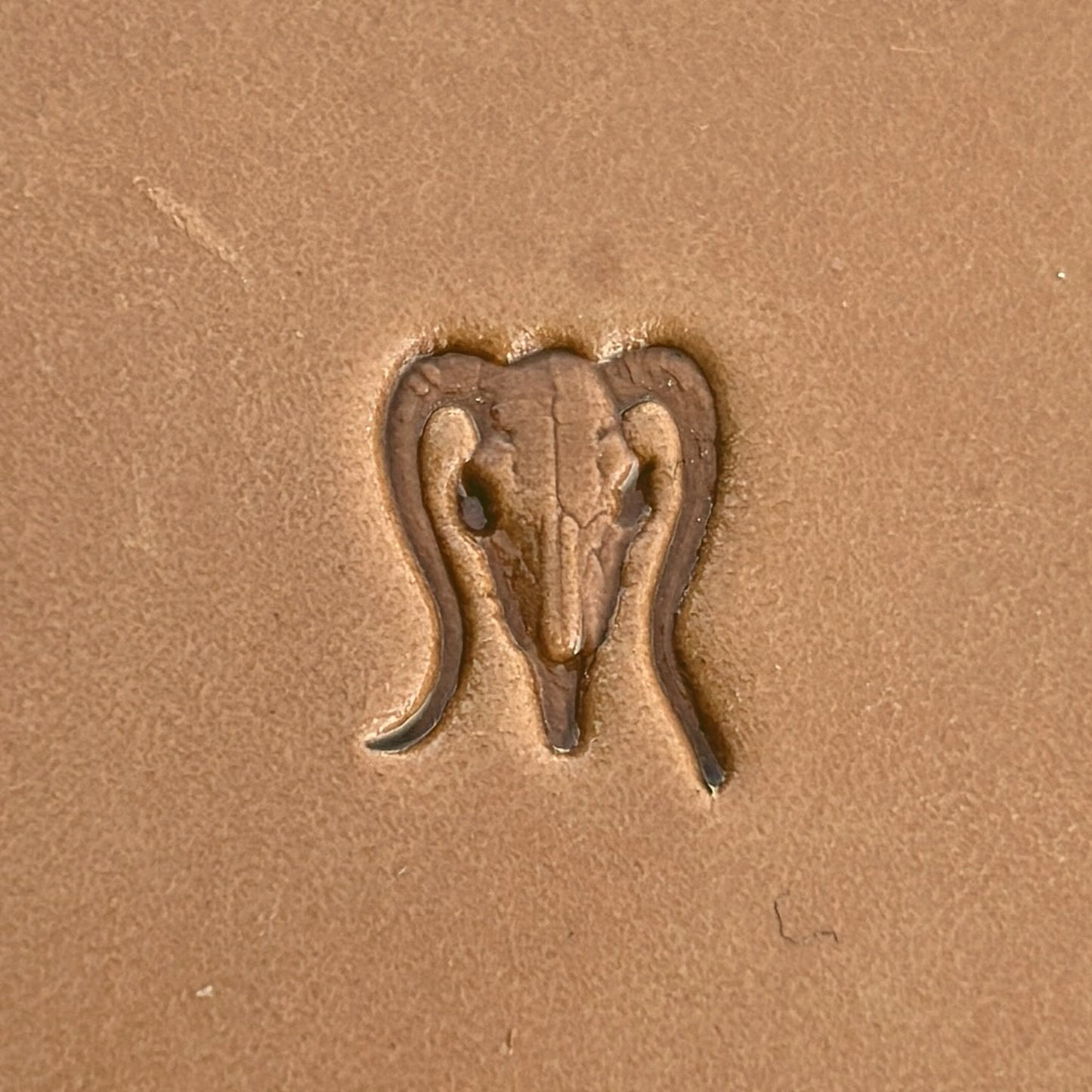 Goat Skull leather stamp LT558 — pattern imprint on veg-tan leather