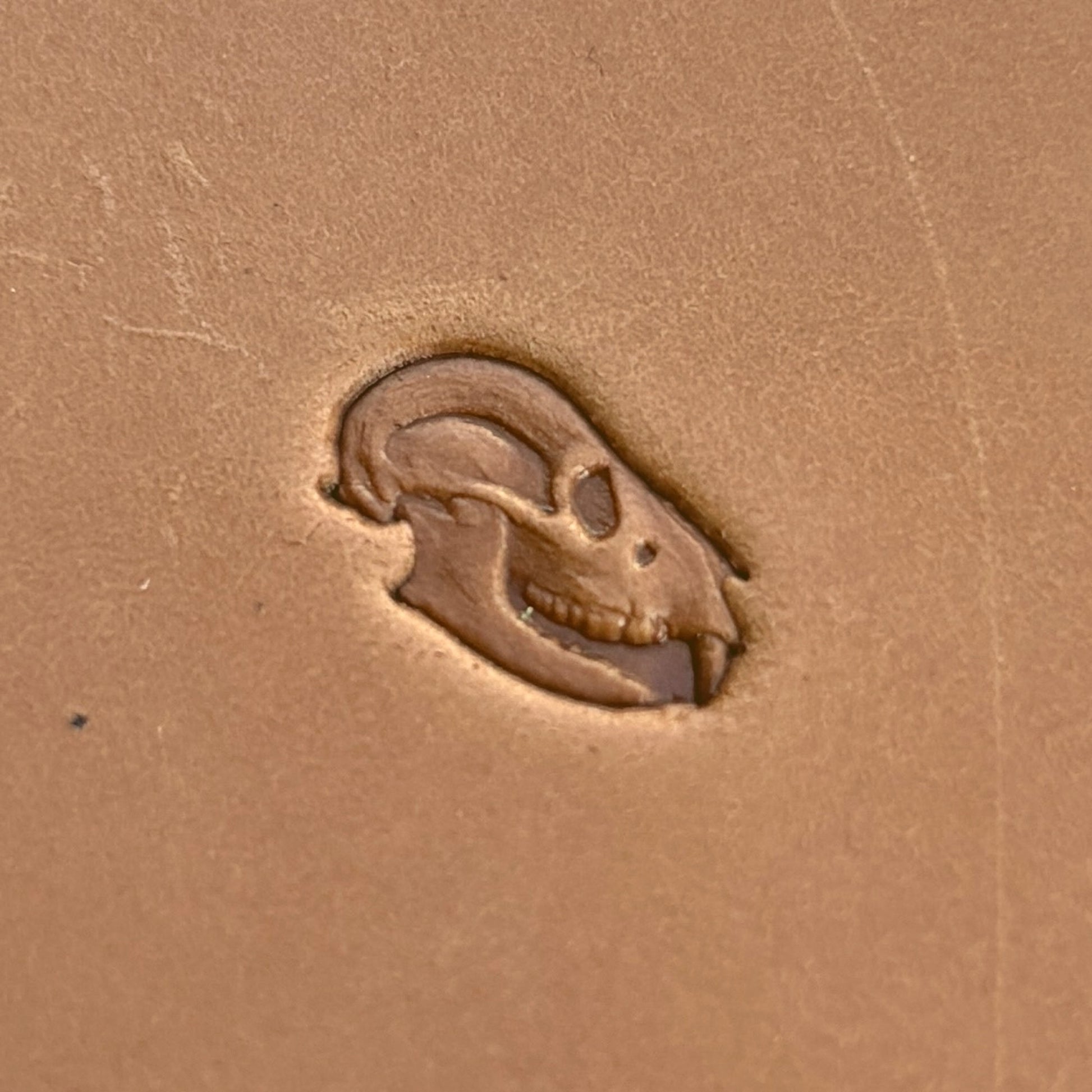 Rodent Skull leather stamp LT559 — pattern imprint on veg-tan leather