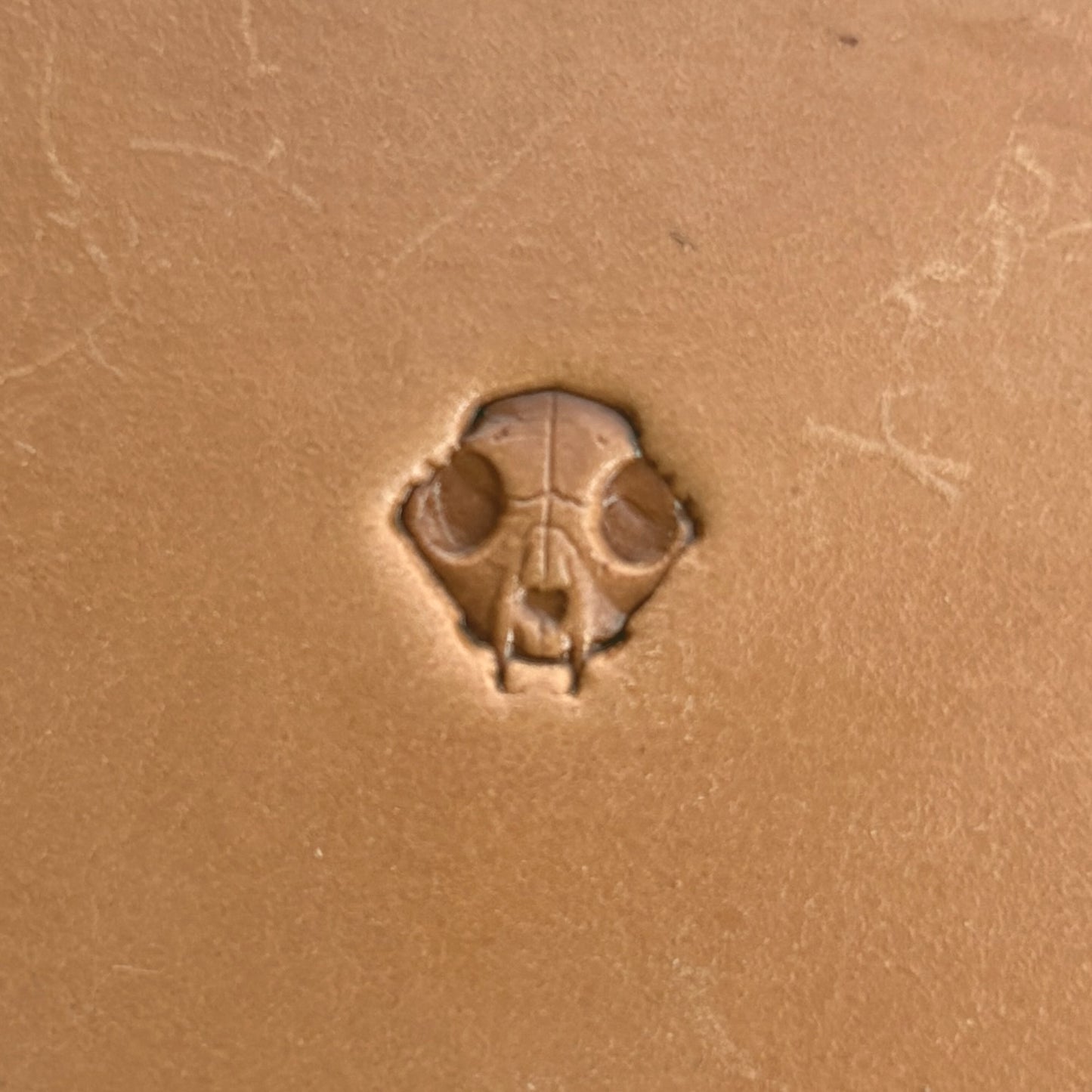 Skull Animal leather stamp LT560 — pattern imprint on veg-tan leather