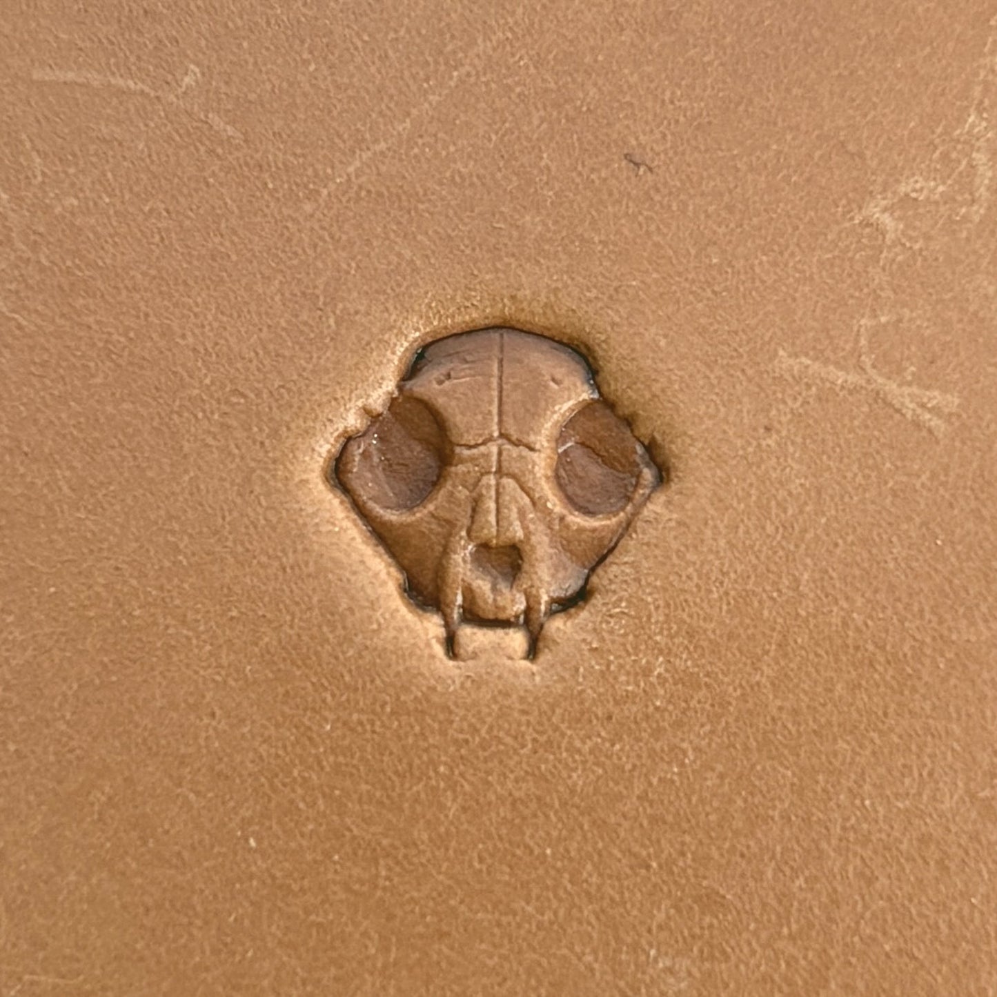 Skull Animal leather stamp LT560 — single impression on veg-tan leather