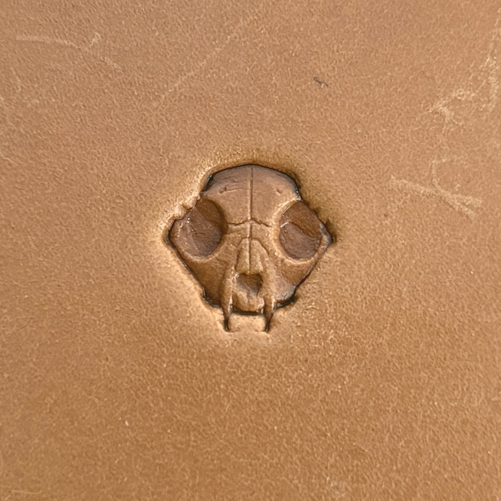 Skull Animal leather stamp LT560 — single impression on veg-tan leather