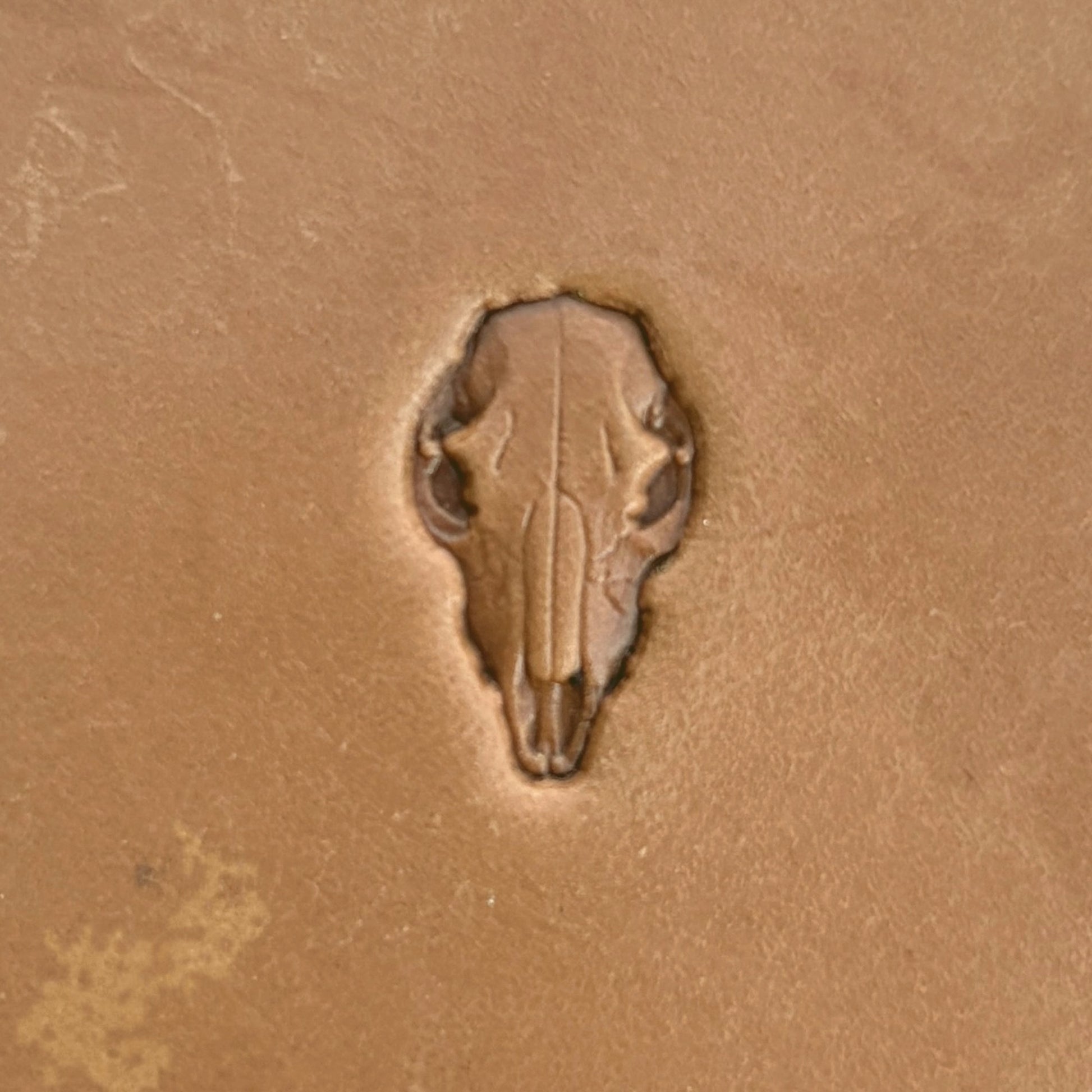 Longhorn Skull leather stamp LT561 — single impression on veg-tan leather