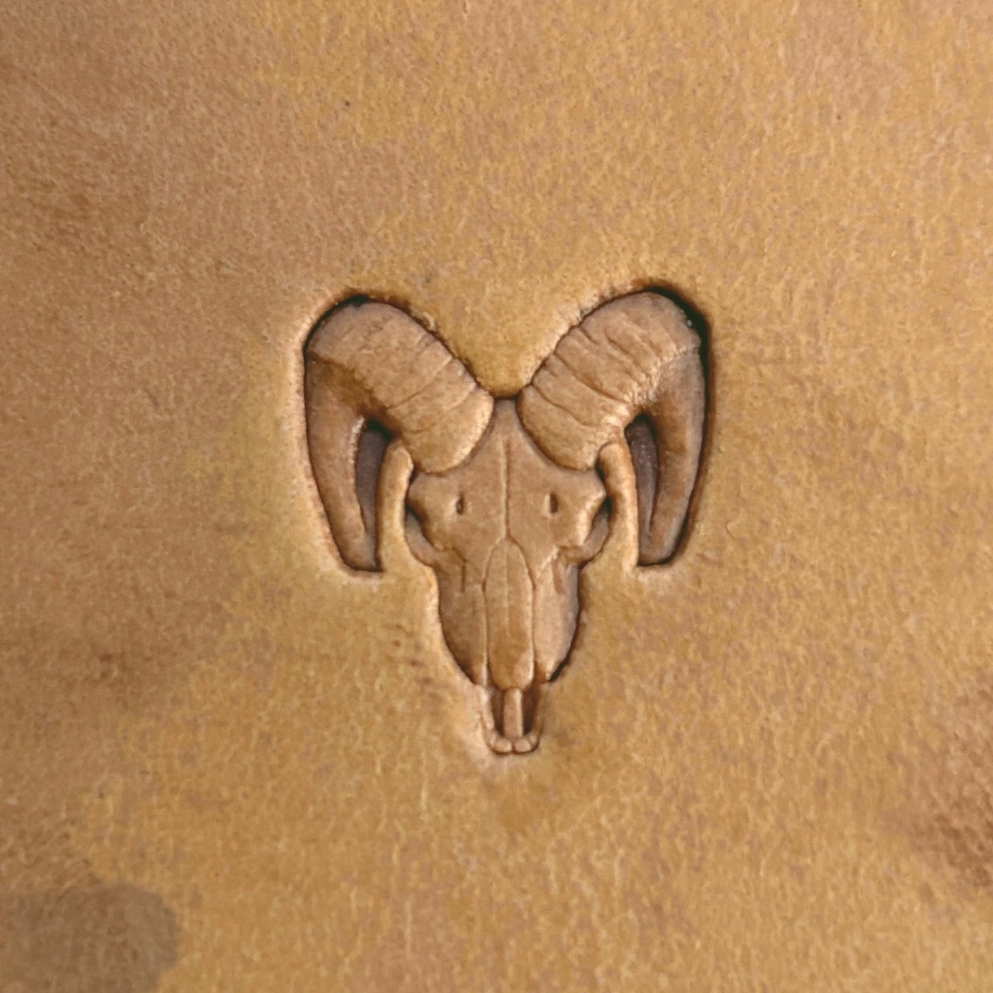 Goat Skull leather stamp LT562 — single impression on veg-tan leather