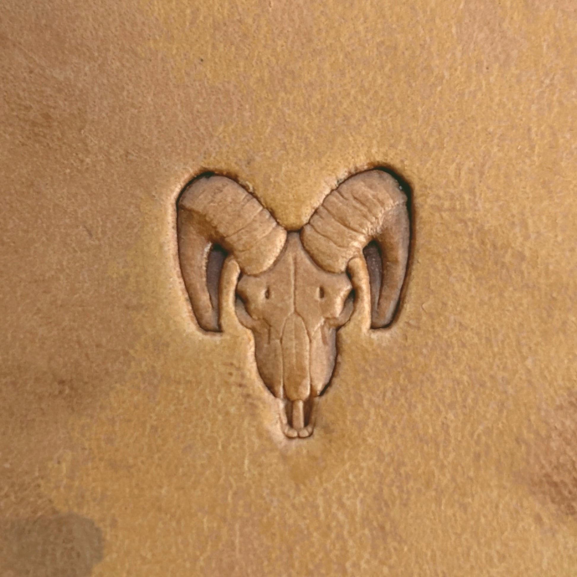 Goat Skull leather stamp LT562 — single impression on veg-tan leather