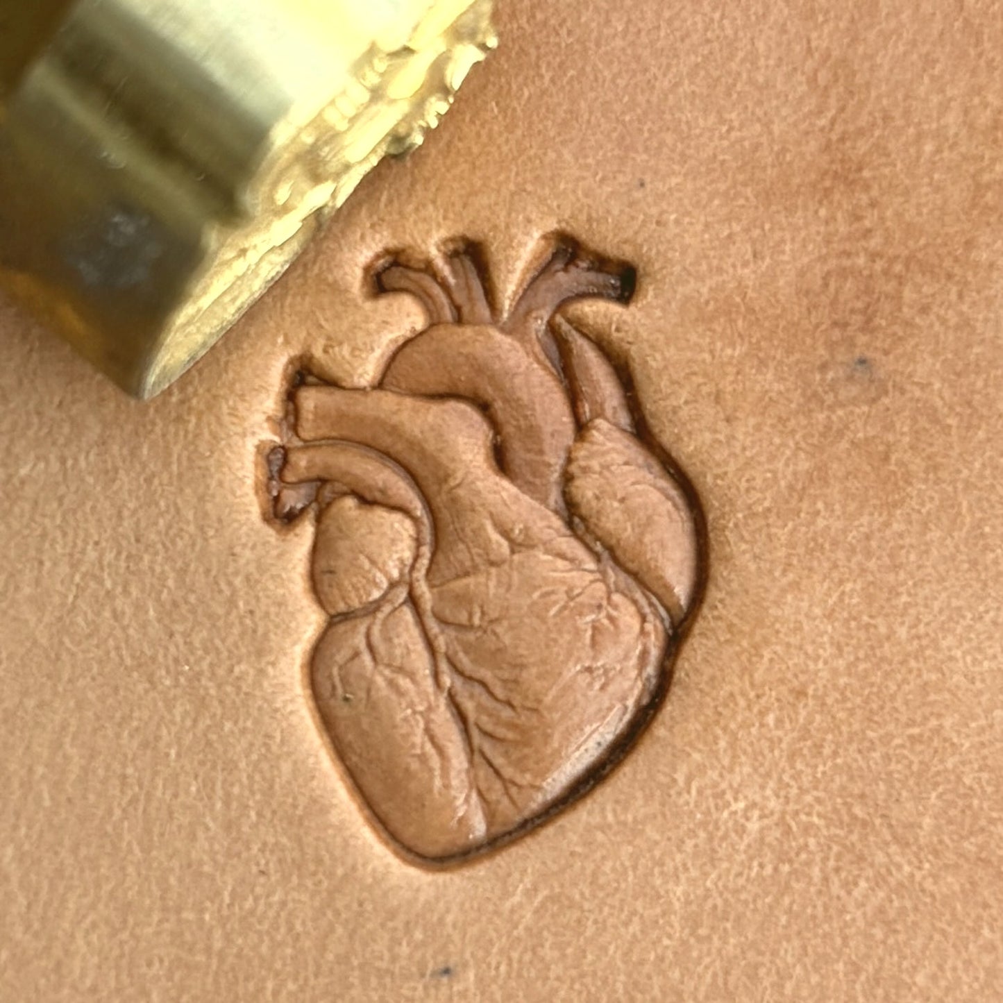 Anatomical Heart leather stamp LT577 — brass stamping tool with imprint on natural veg-tan leather