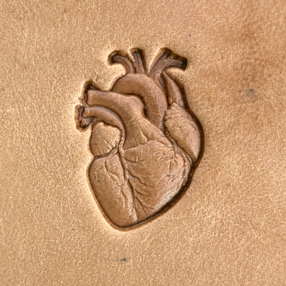 Anatomical Heart leather stamp LT577 — single impression on veg-tan leather