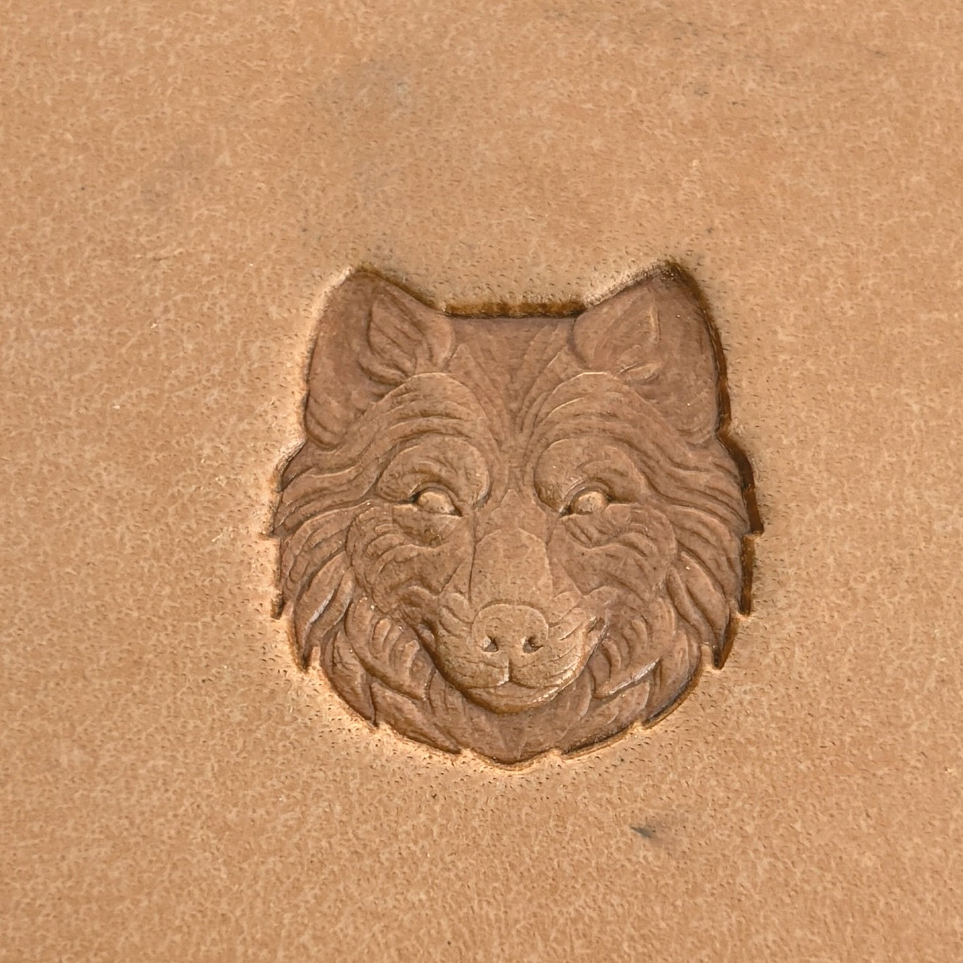 Fluffy Face Wolf leather stamp LT589 — pattern imprint on veg-tan leather