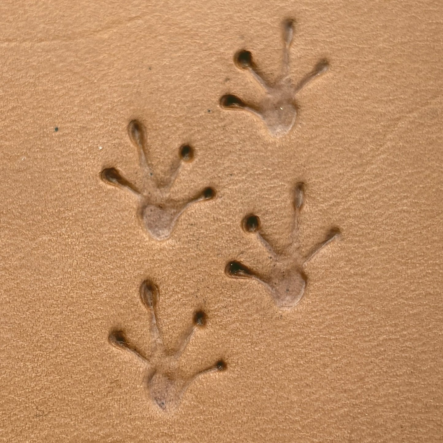 Frog Footprint leather stamp LT616 — pattern imprint on veg-tan leather