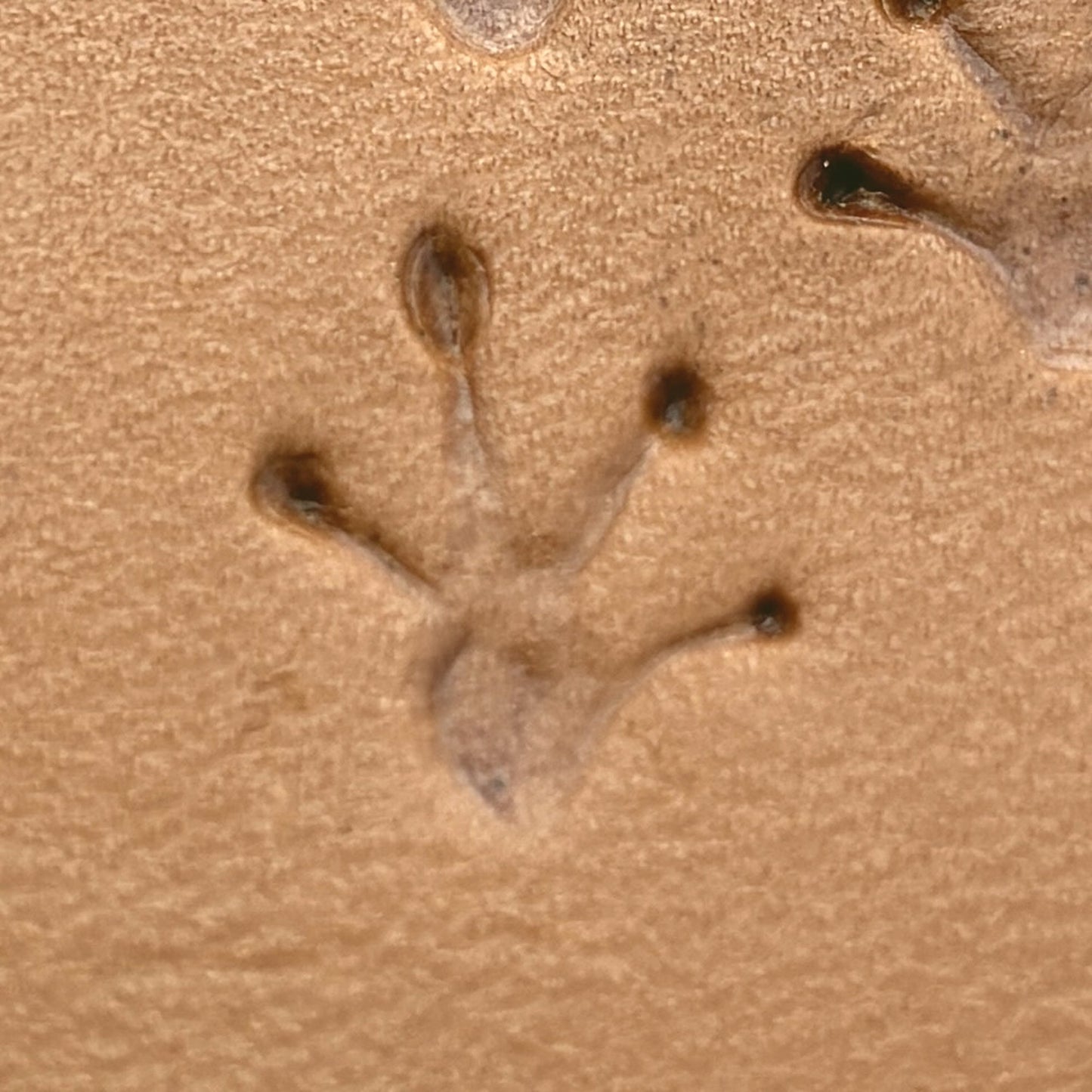 Frog Footprint leather stamp LT616 — pattern imprint on veg-tan leather
