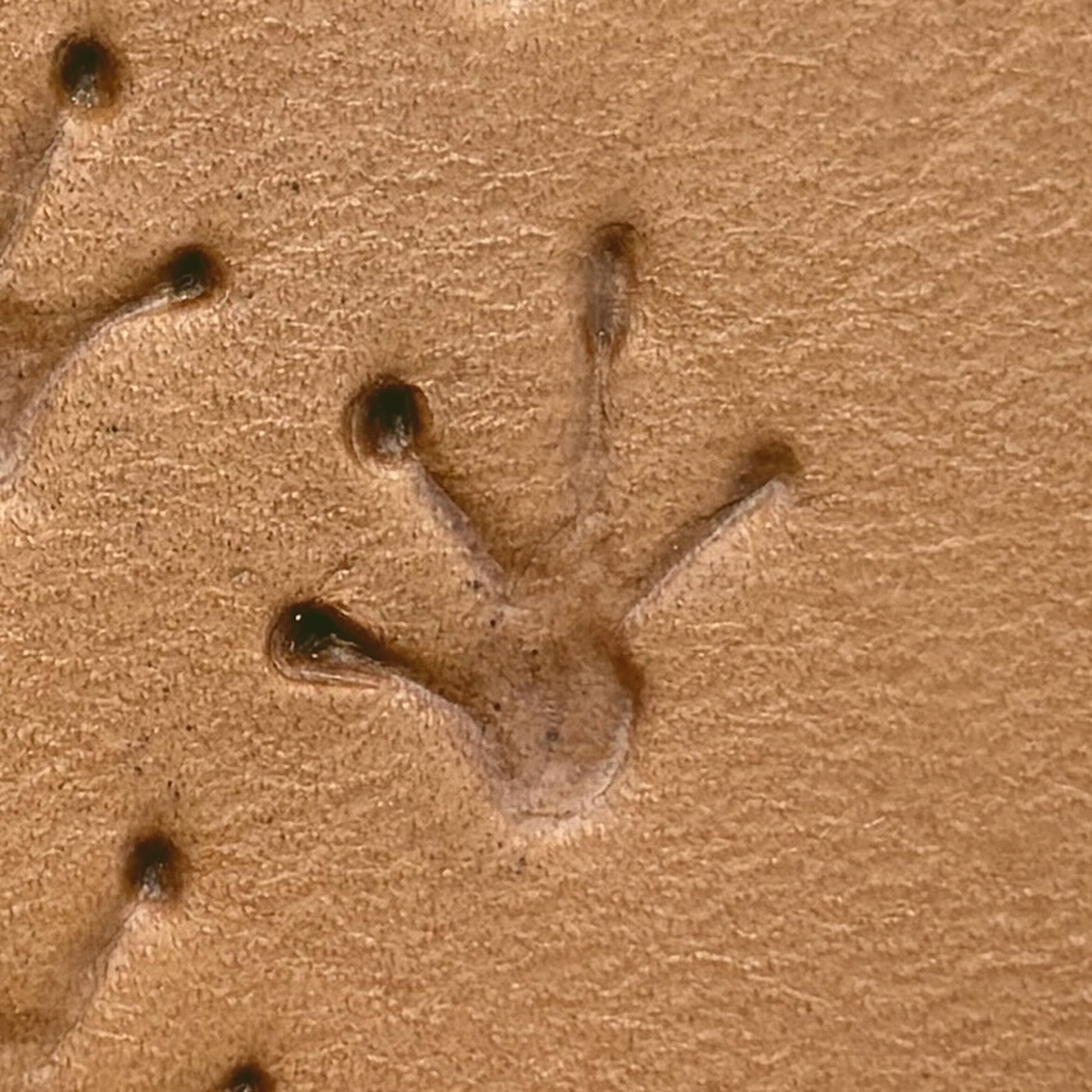 Frog Footprint leather stamp LT616 — single impression on veg-tan leather