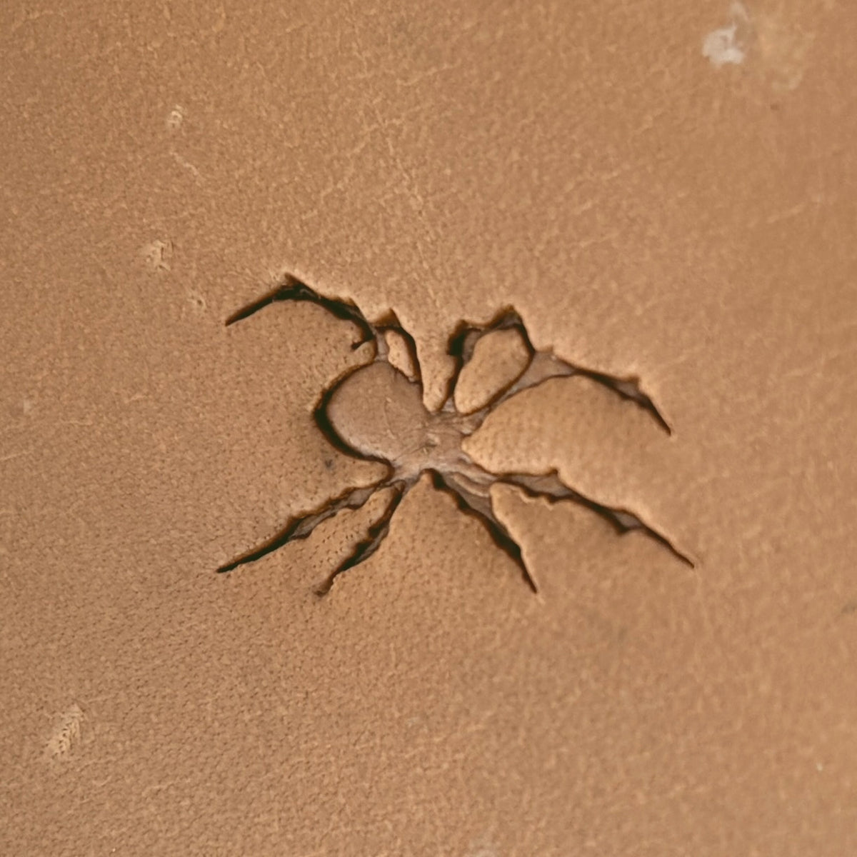 Spider Shape Animal leather stamp LT621 — pattern imprint on veg-tan leather