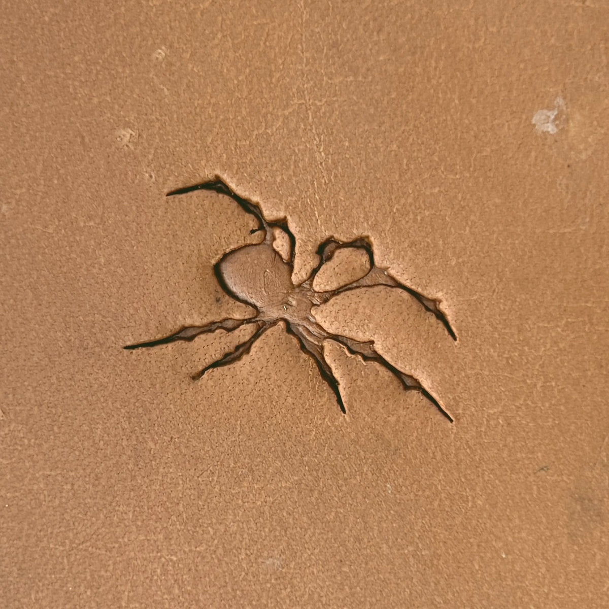 Spider Shape Animal leather stamp LT621 — single impression on veg-tan leather