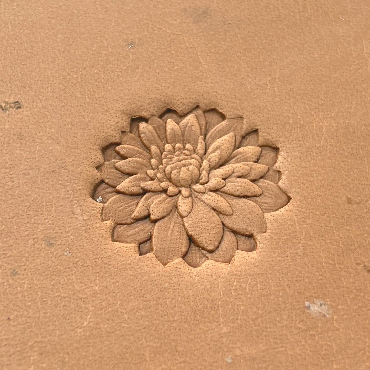 Chrysanthemum Flower leather stamp LT629 — pattern imprint on veg-tan leather