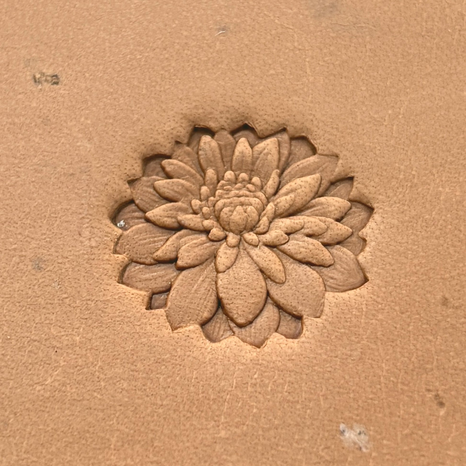 Chrysanthemum Flower leather stamp LT629 — pattern imprint on veg-tan leather