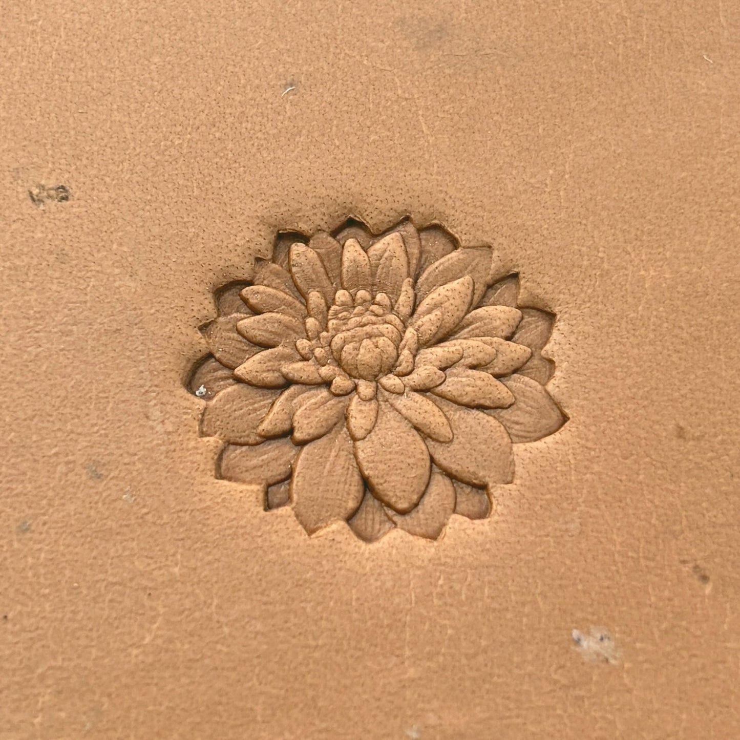 Chrysanthemum Flower leather stamp LT629 — pattern imprint on veg-tan leather
