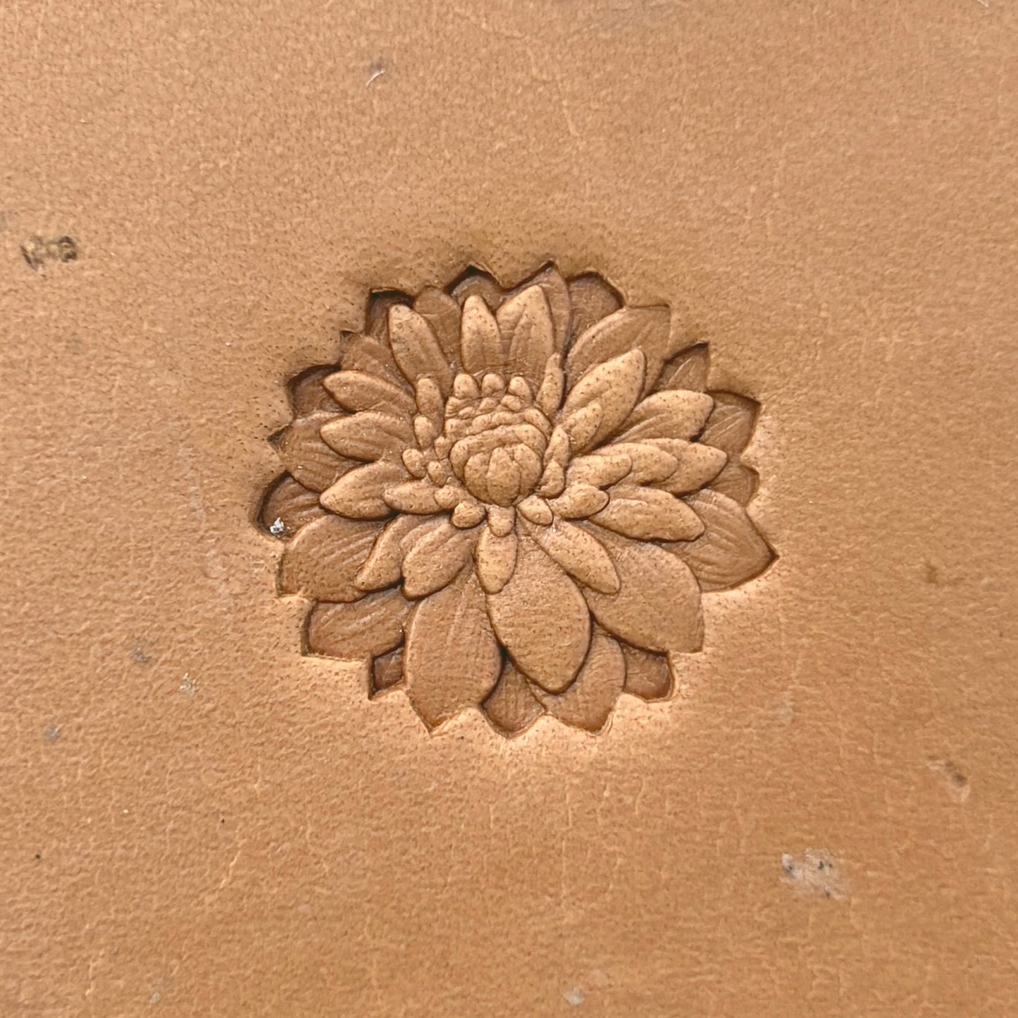 Chrysanthemum Flower leather stamp LT629 — single impression on veg-tan leather