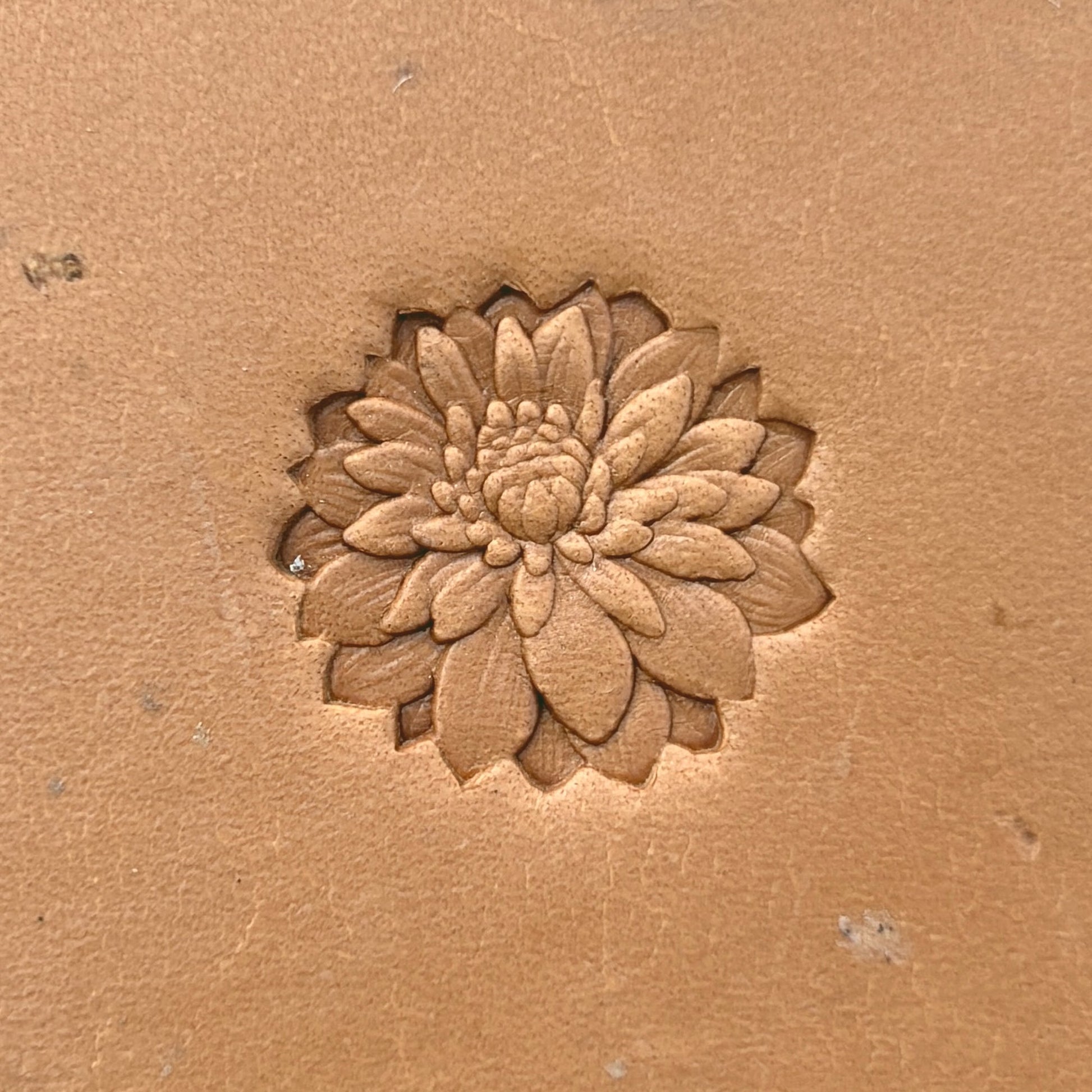 Chrysanthemum Flower leather stamp LT629 — single impression on veg-tan leather