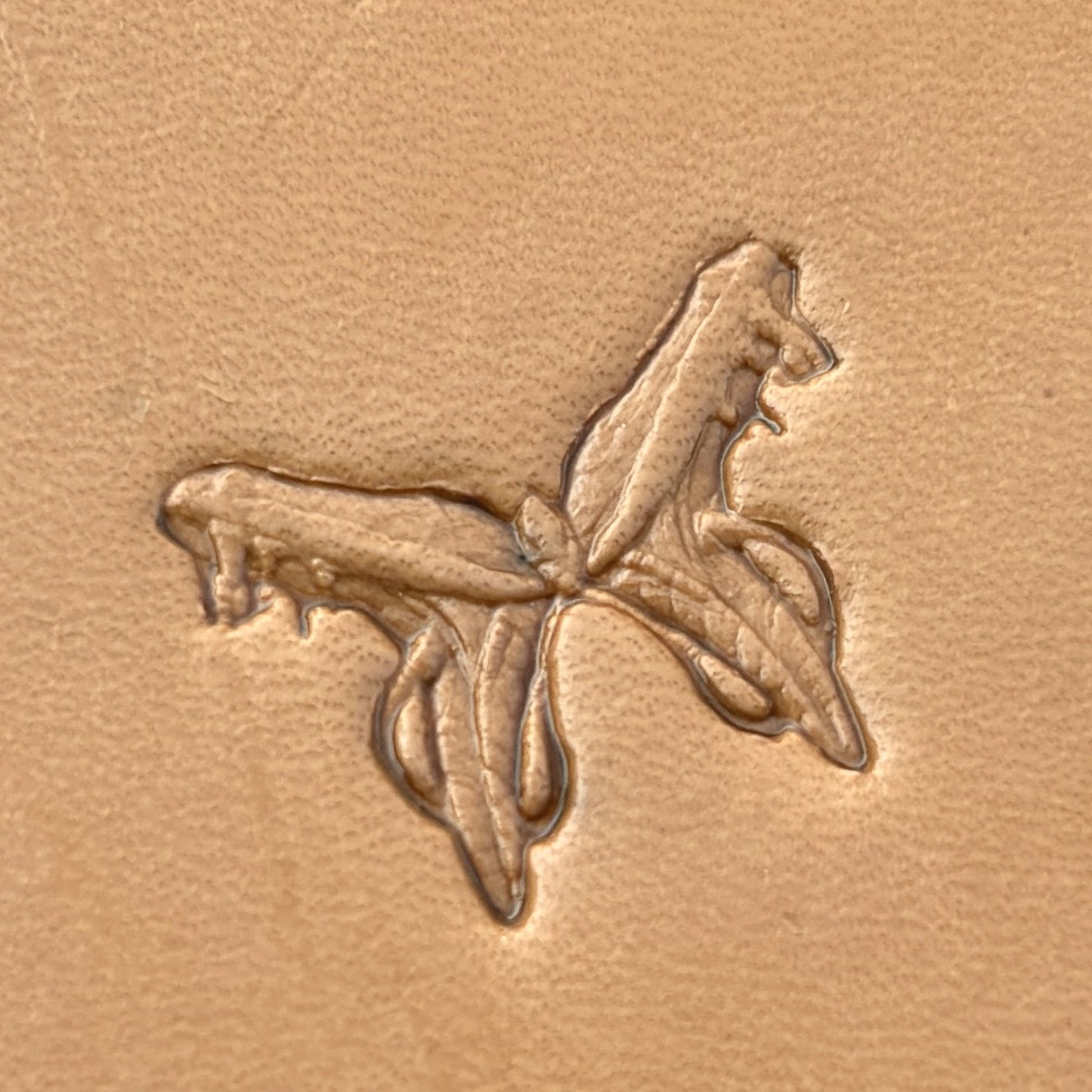 Flying Butterfly leather stamp LT632 — single impression on veg-tan leather
