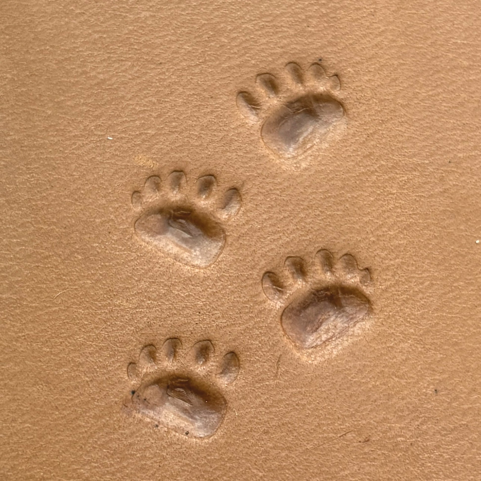 Tracks Paw Bear leather stamp LT637 — pattern imprint on veg-tan leather