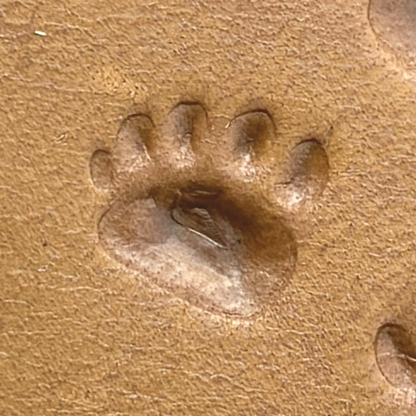 Tracks Paw Bear leather stamp LT637 — pattern imprint on veg-tan leather