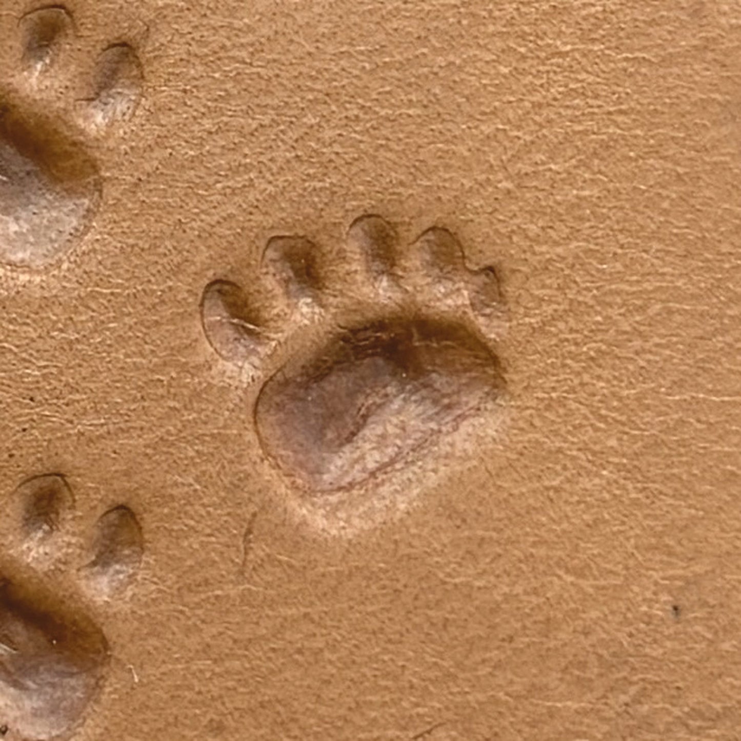 Tracks Paw Bear leather stamp LT637 — single impression on veg-tan leather